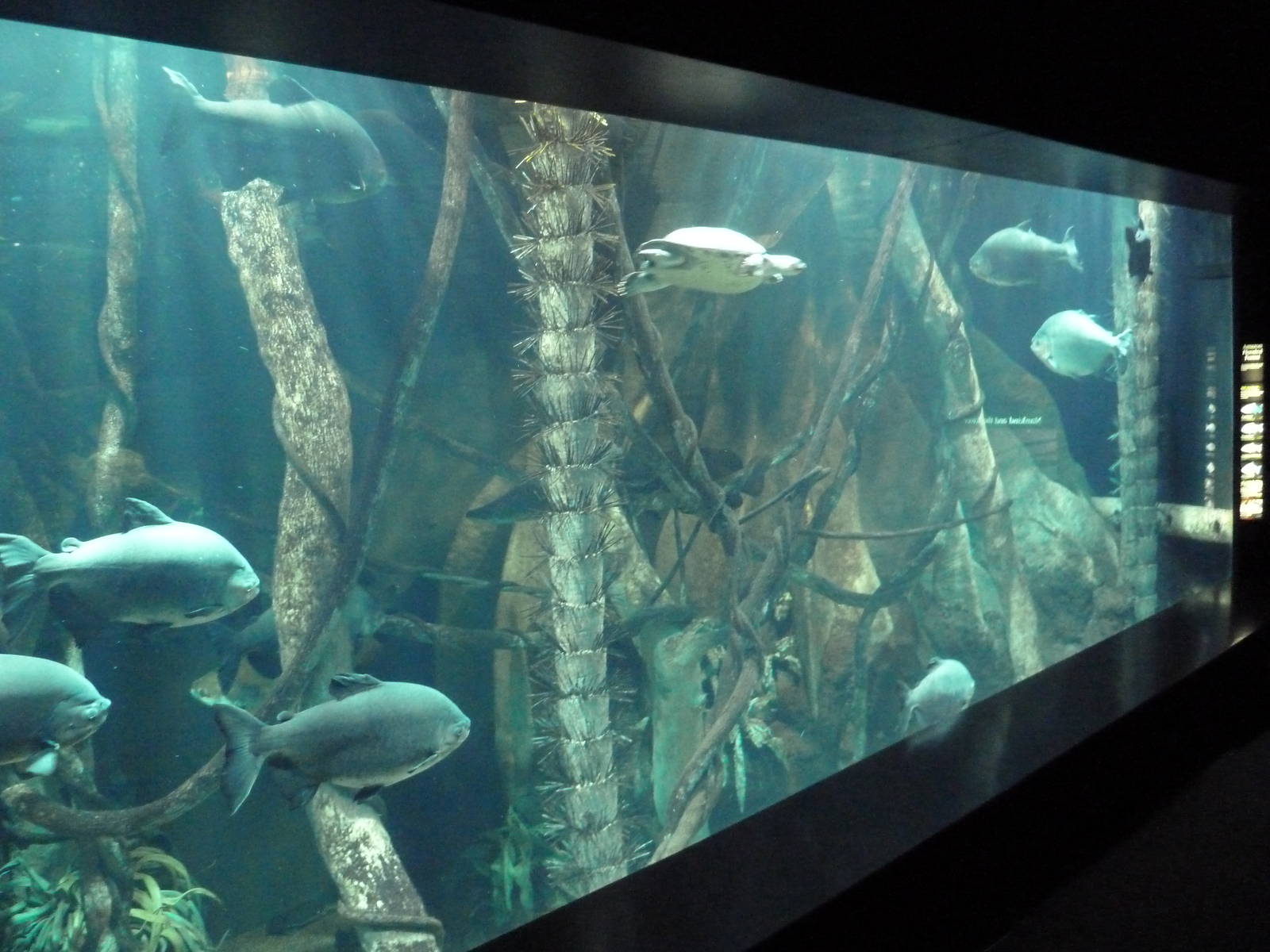 Tennessee River Gallery