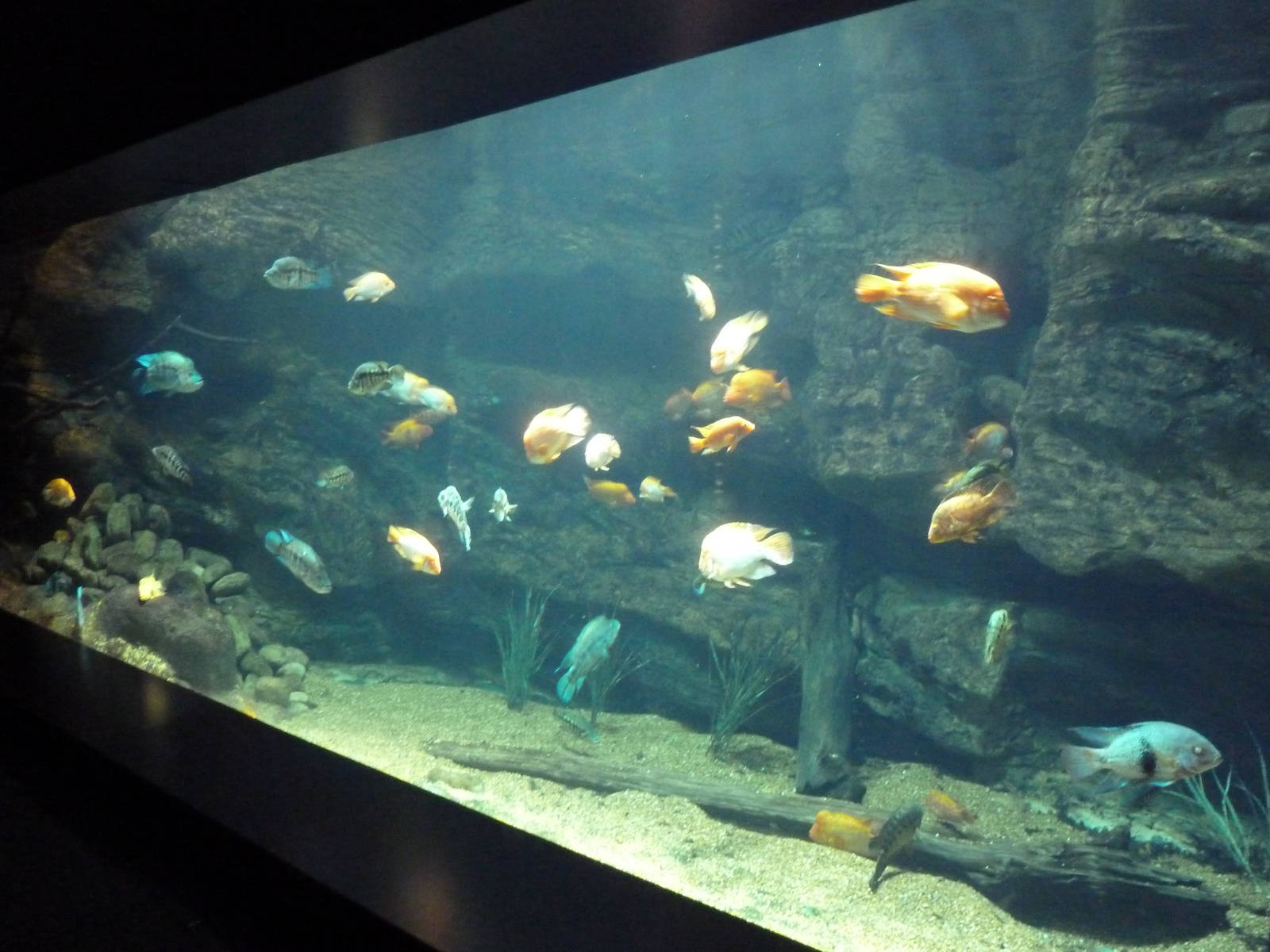 Tennessee River Gallery