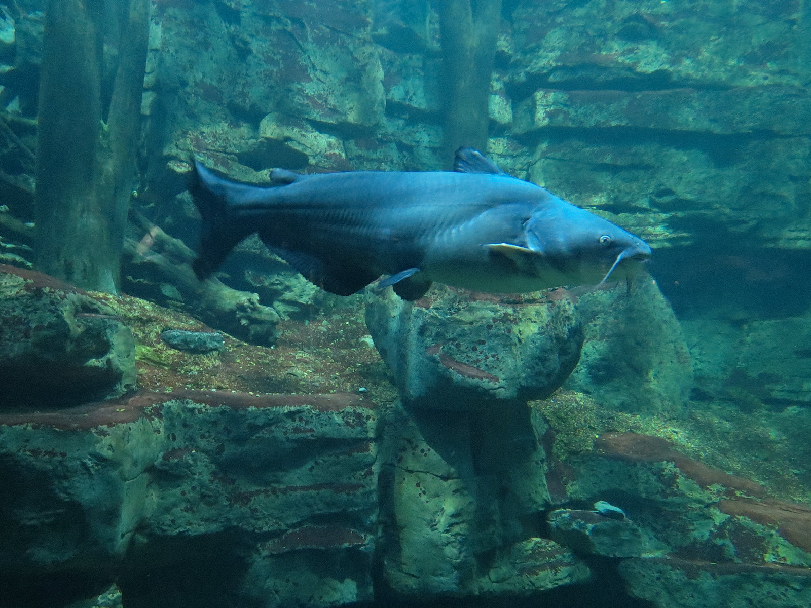Tennessee River - Nickajack Lake Exhibit - Blue Catfish