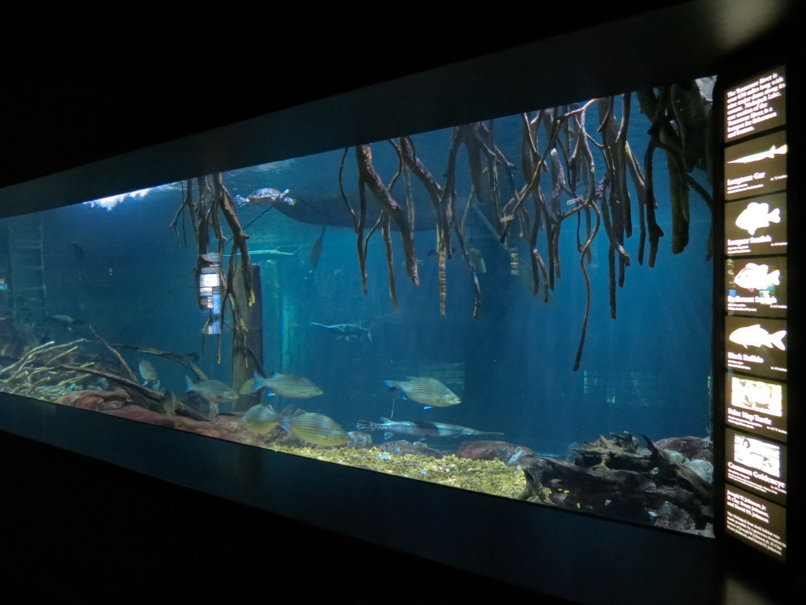 Tennessee River - Nickajack Lake Exhibit