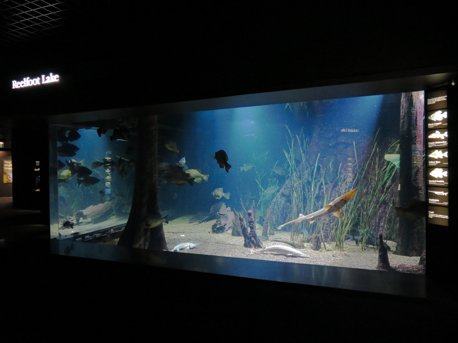 Tennessee River - Reelfoot Lake Exhibit