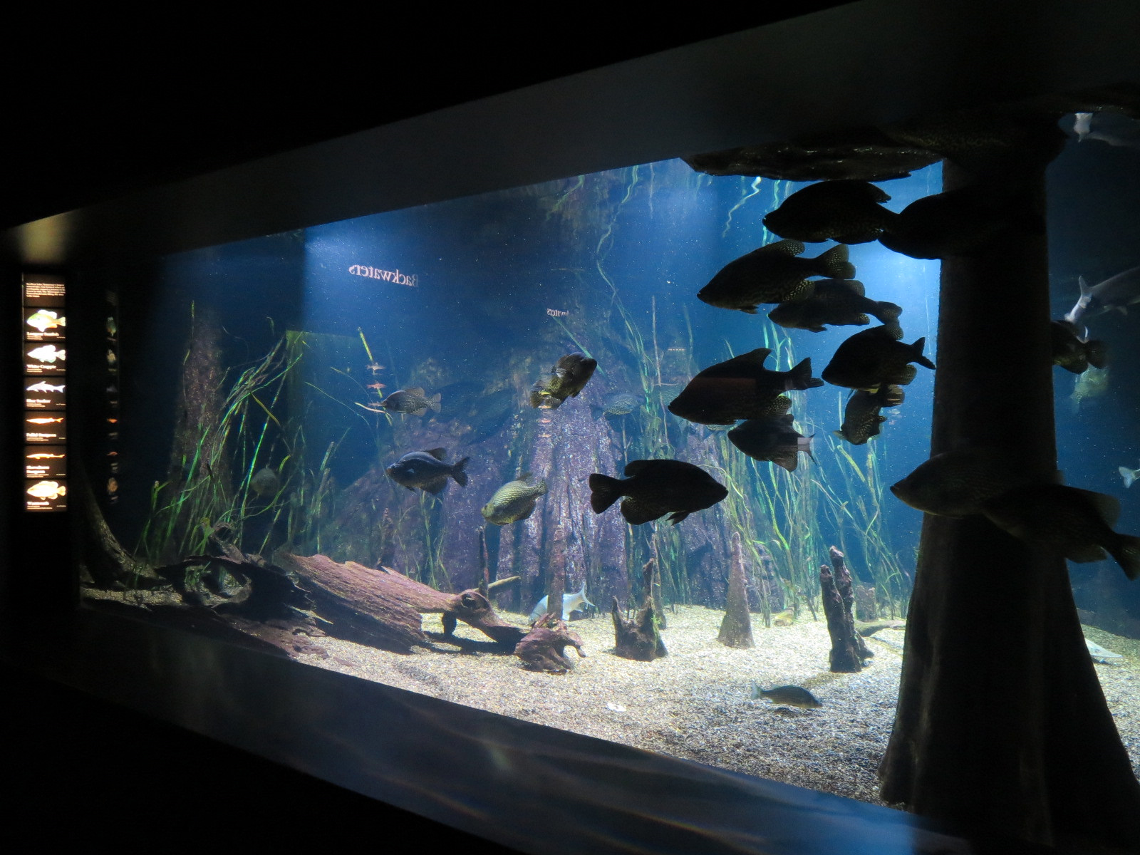 Tennessee River - Reelfoot Lake Exhibit