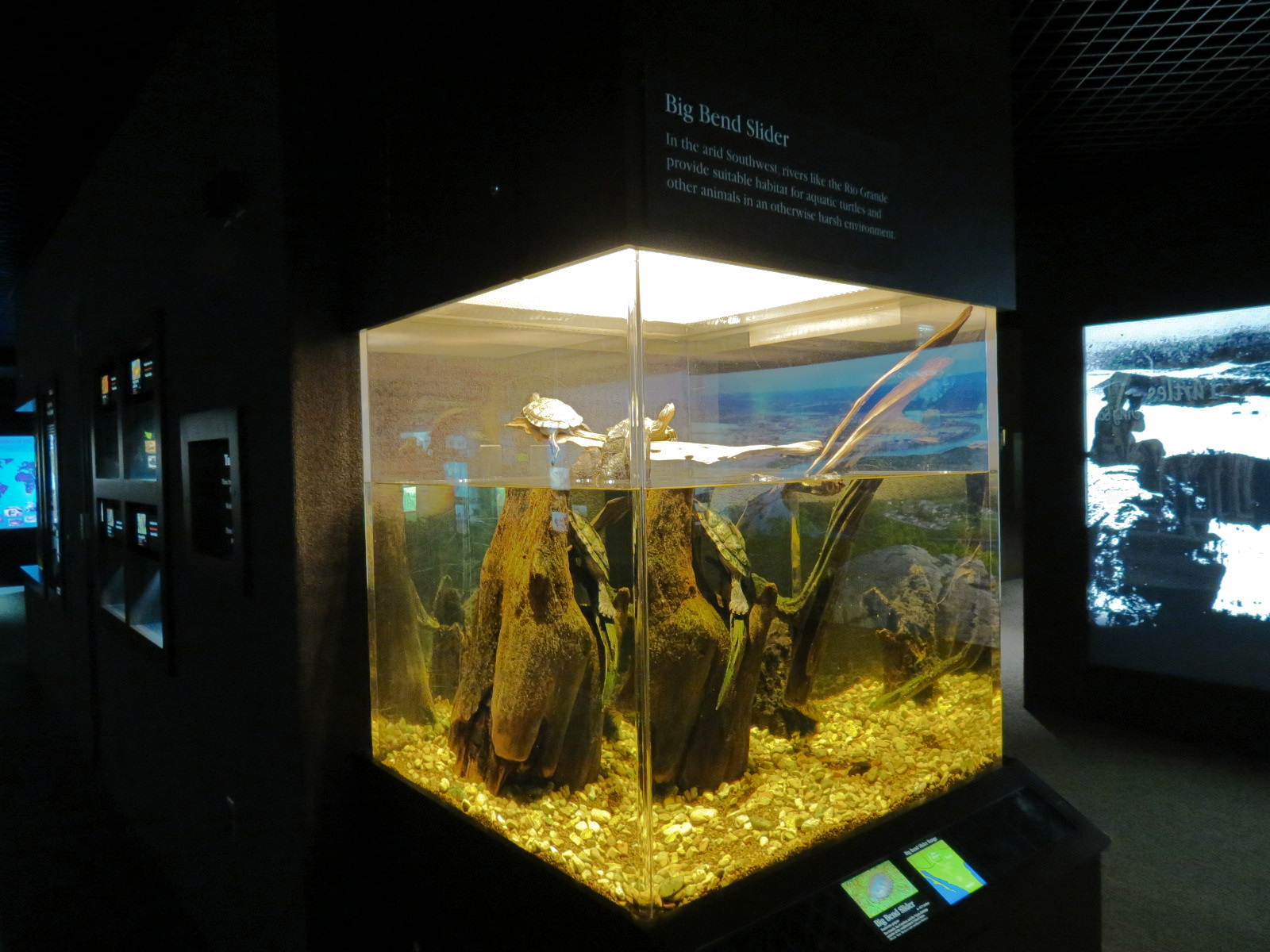 Tennessee River - Turtle Gallery - Big Bend Slider Exhibit