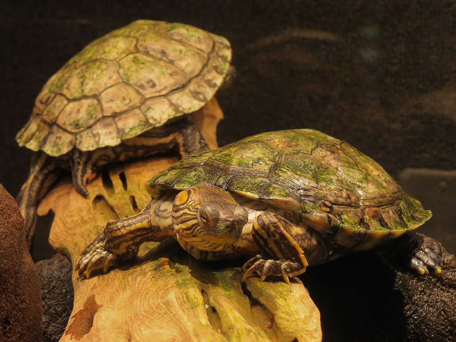 Tennessee River - Turtle Gallery - Big Bend Slider Exhibit
