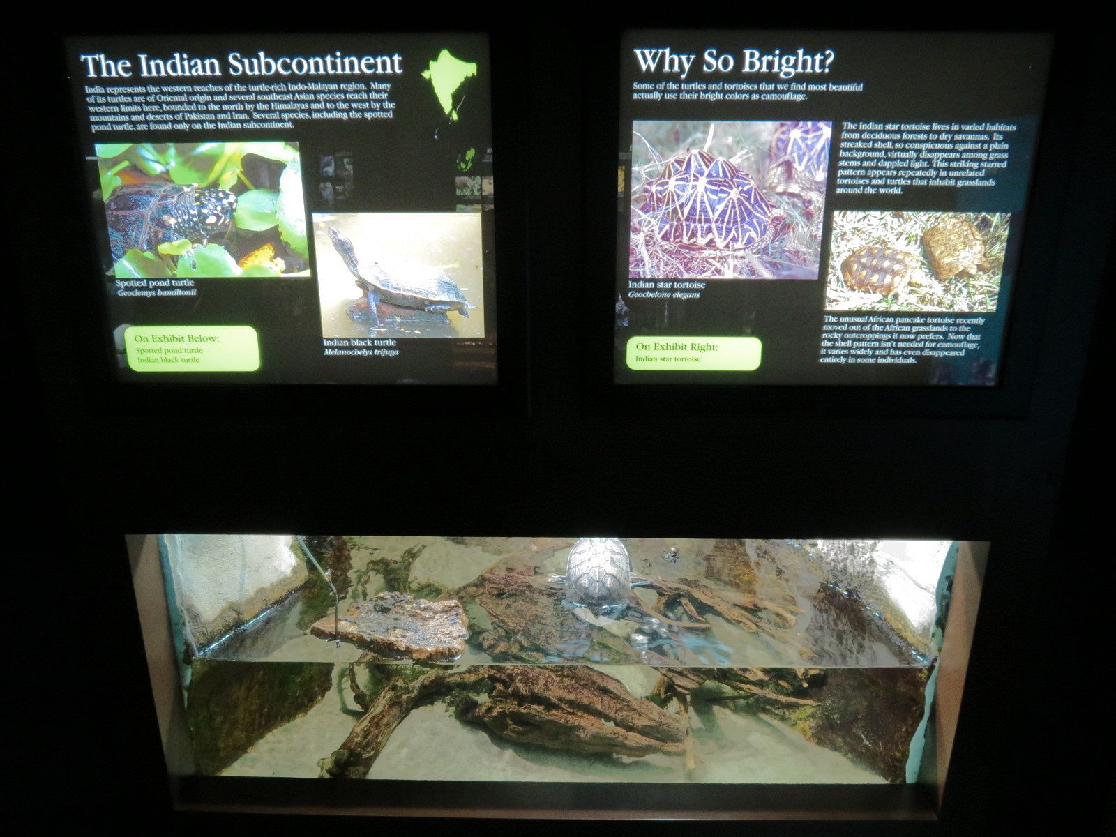 Tennessee River - Turtle Gallery - Indian Black Turtle Exhibit