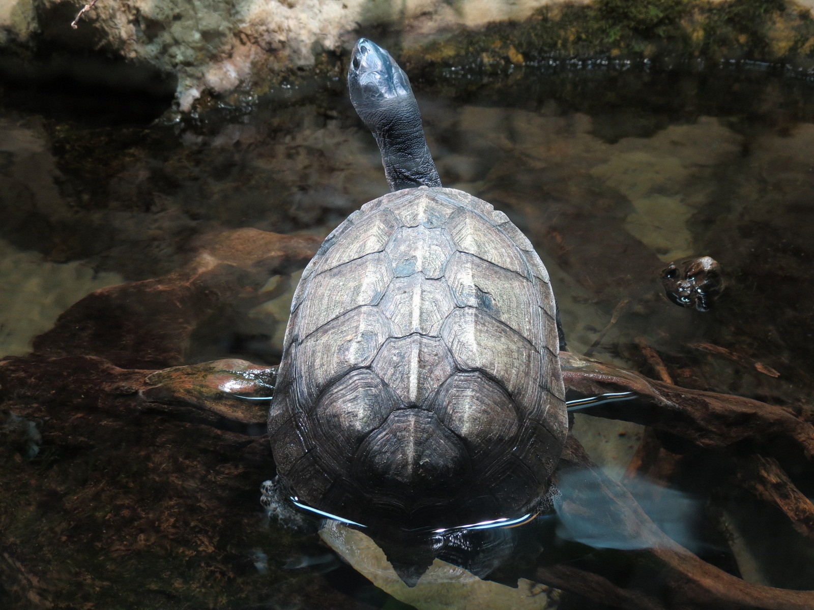 Tennessee River - Turtle Gallery - Indian Black Turtle Exhibit