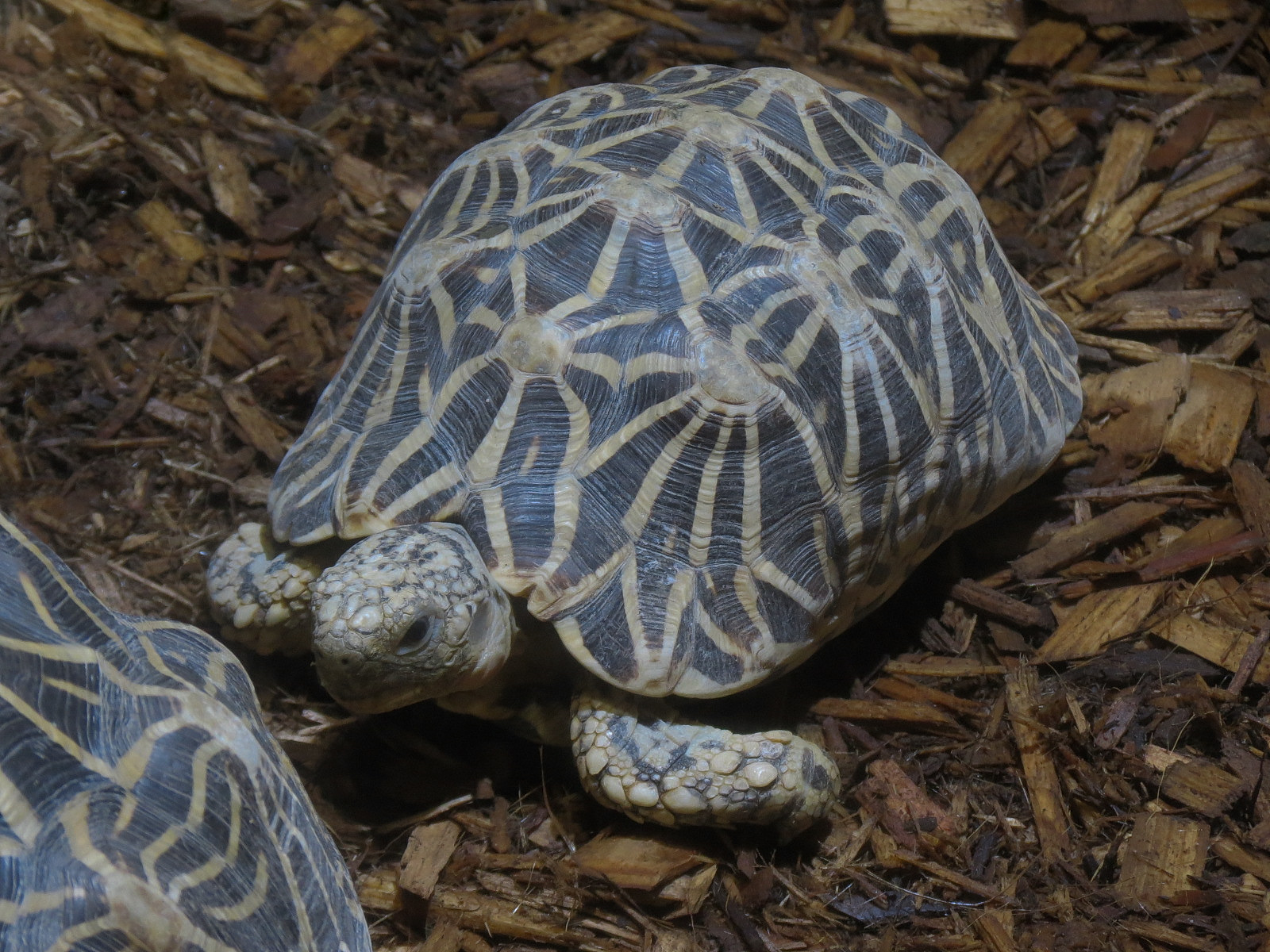 Tennessee River - Turtle Gallery - Indian Star Tortoise Exhibit
