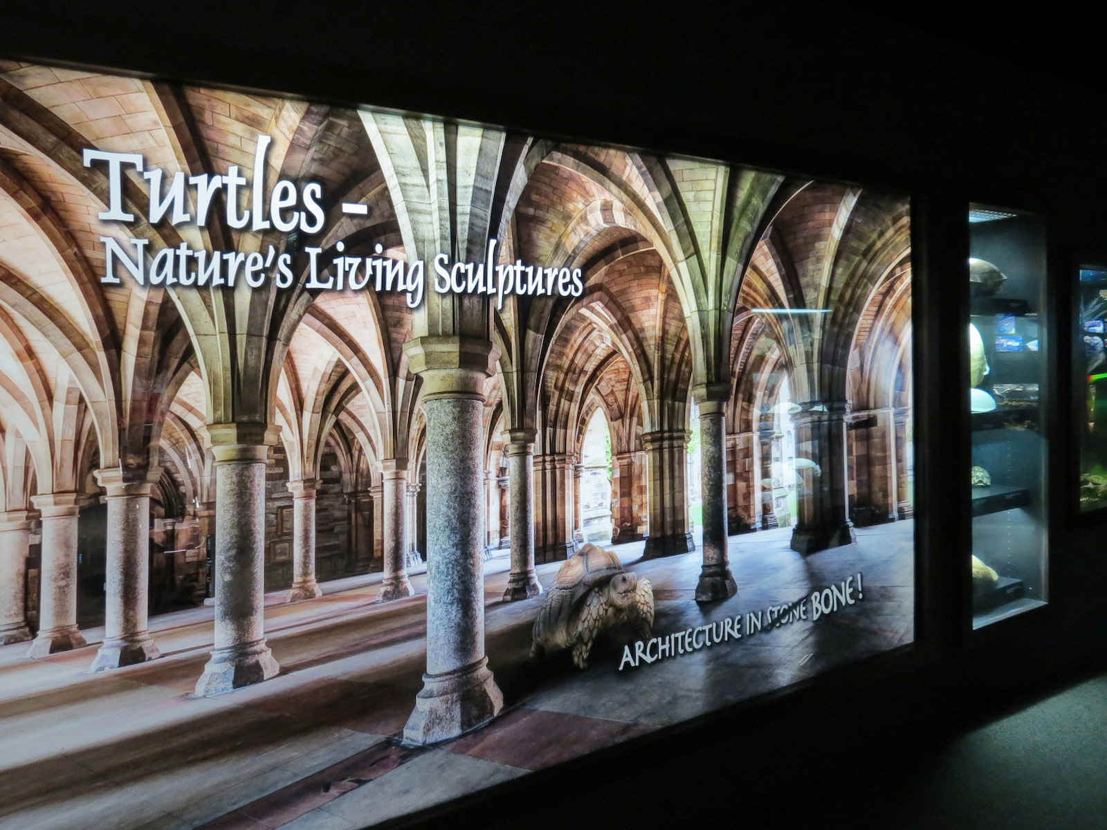 Tennessee River - Turtle Gallery - Intro Photo