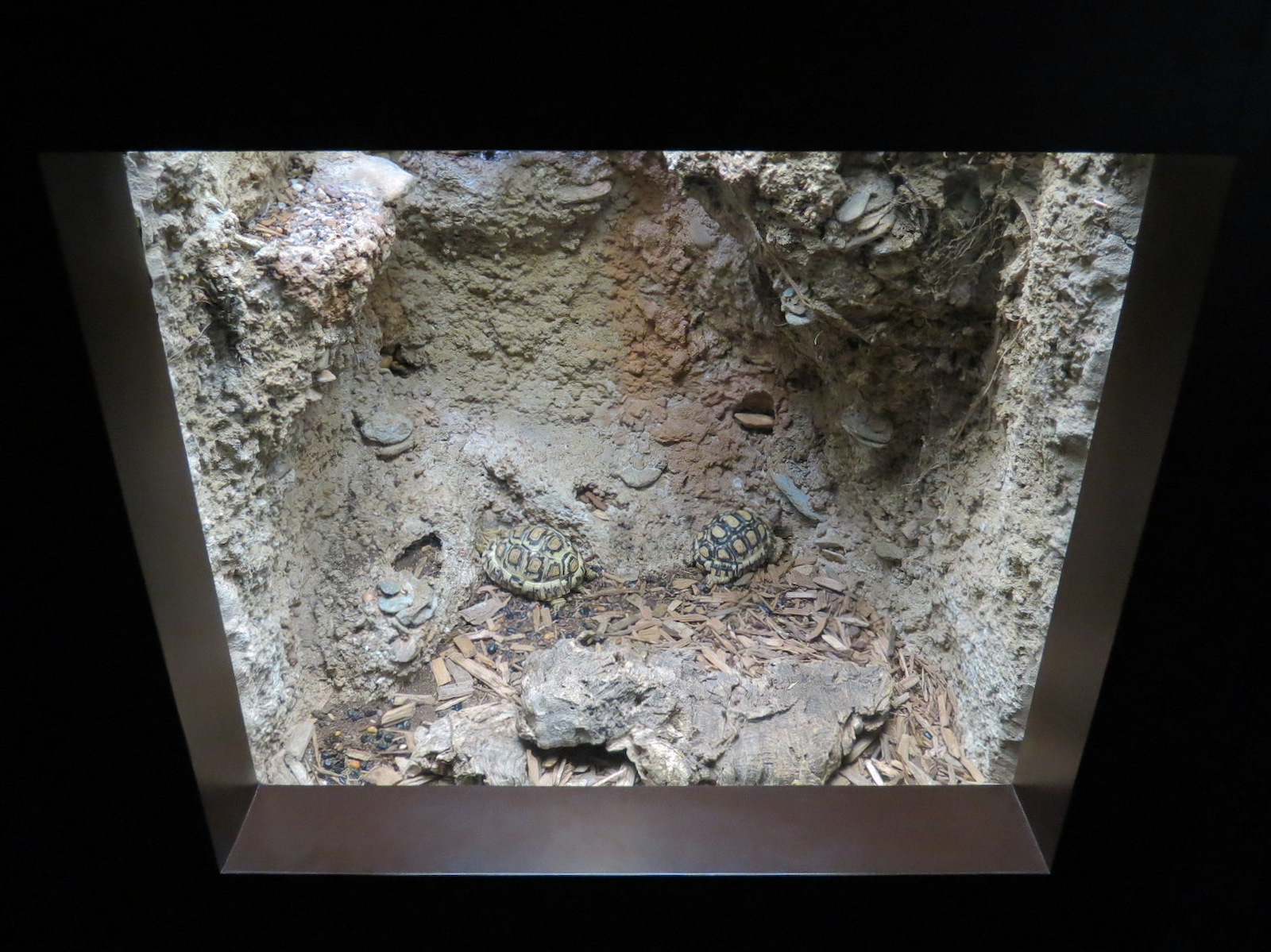 Tennessee River - Turtle Gallery - Leopard Tortoise Exhibit