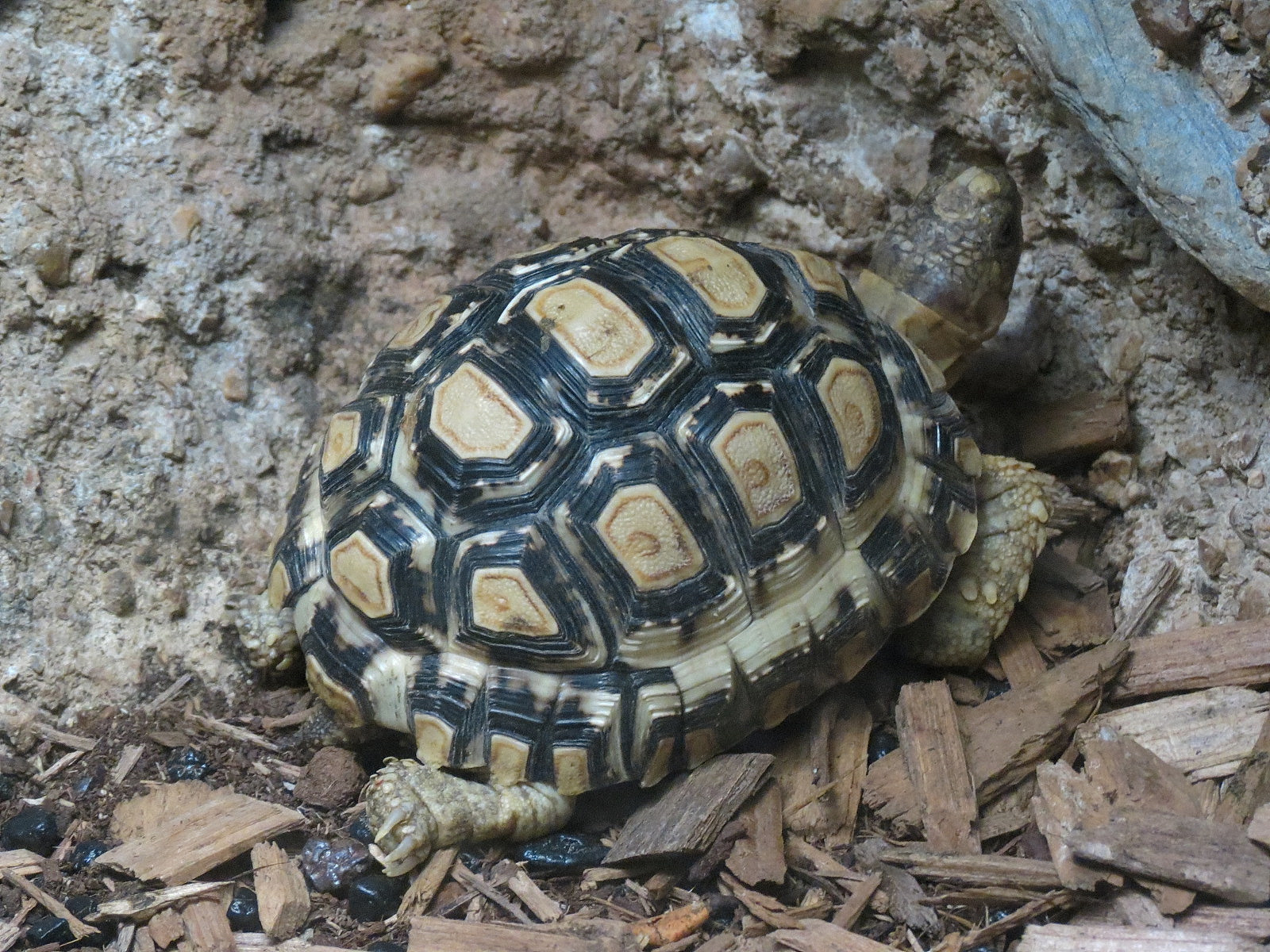Tennessee River - Turtle Gallery - Leopard Tortoise Exhibit