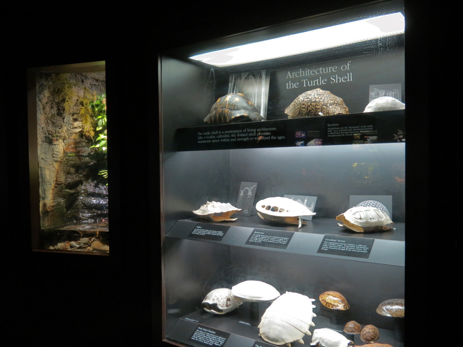 Tennessee River - Turtle Gallery - Shell Display