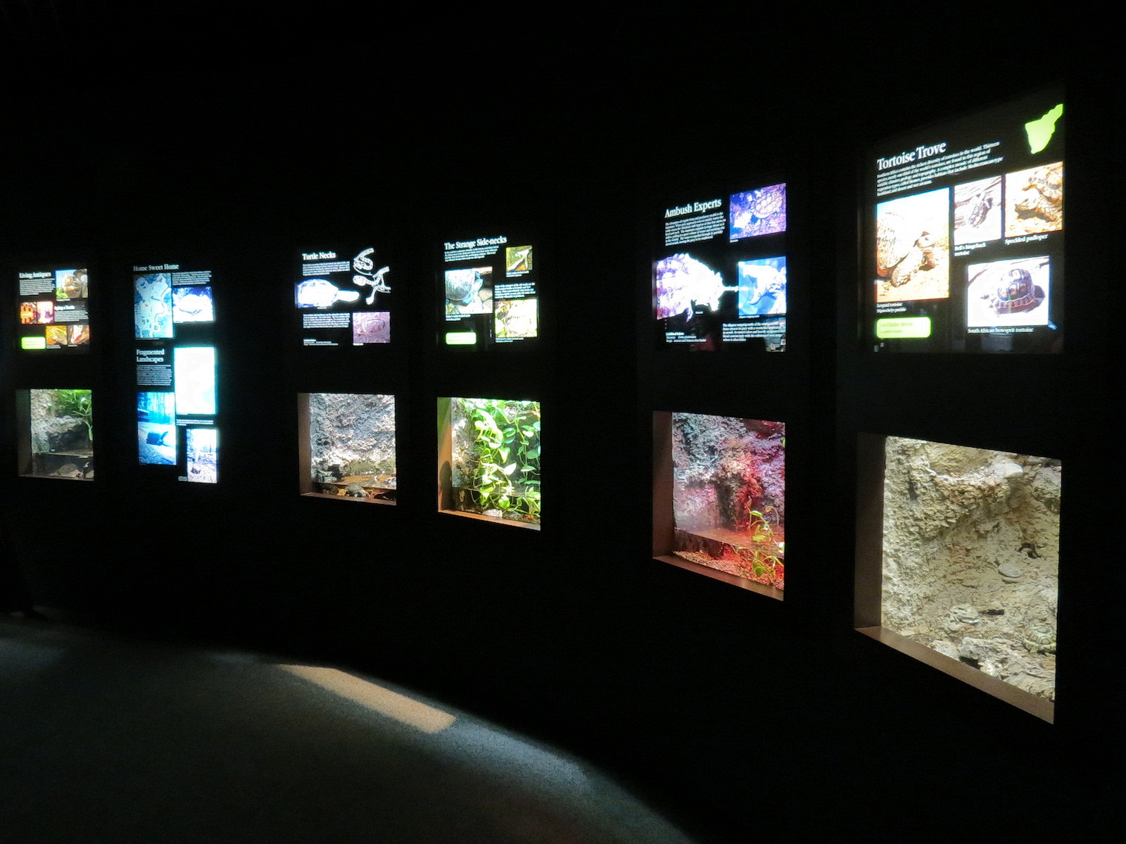 Tennessee River - Turtle Gallery