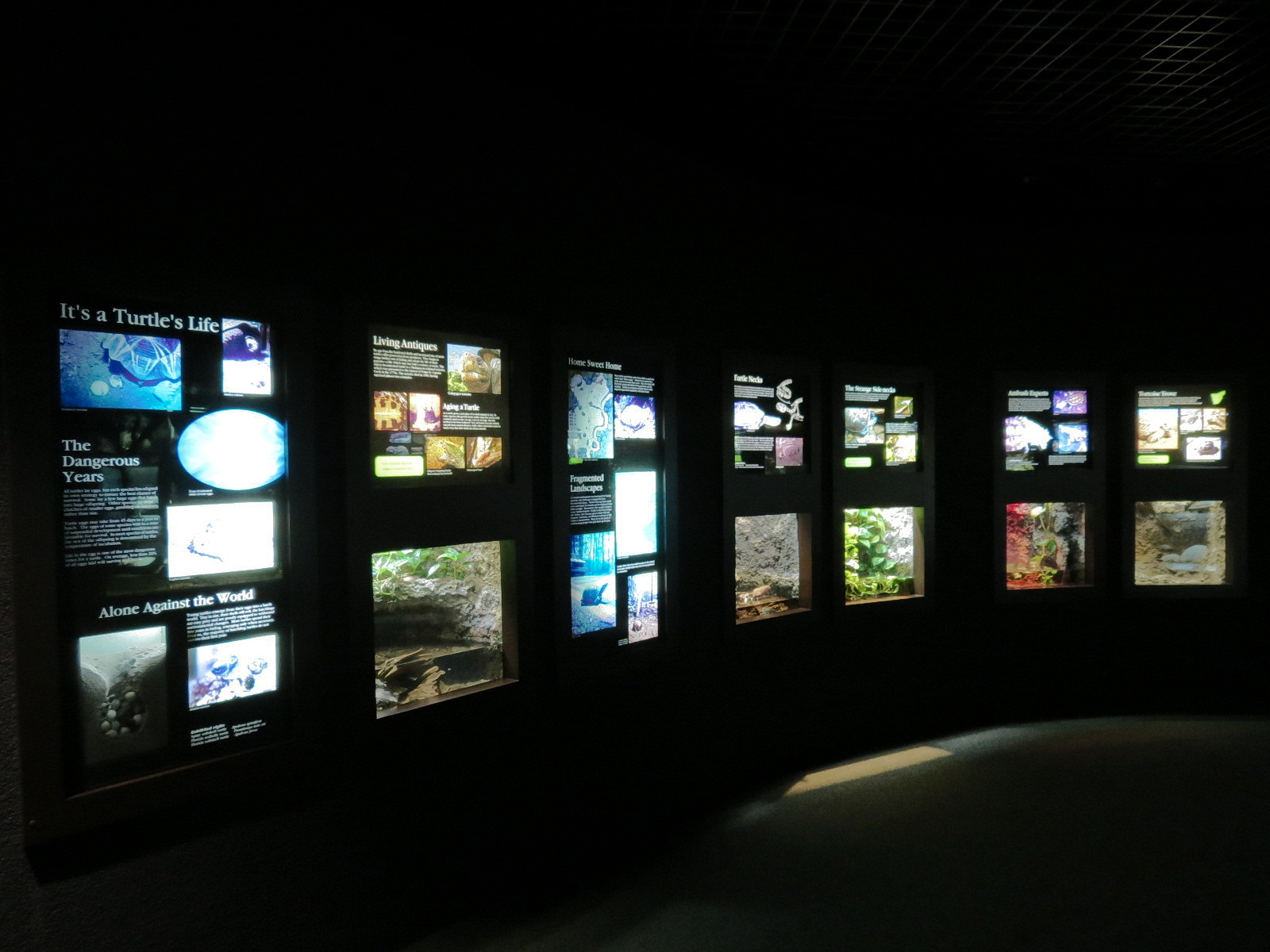 Tennessee River - Turtle Gallery