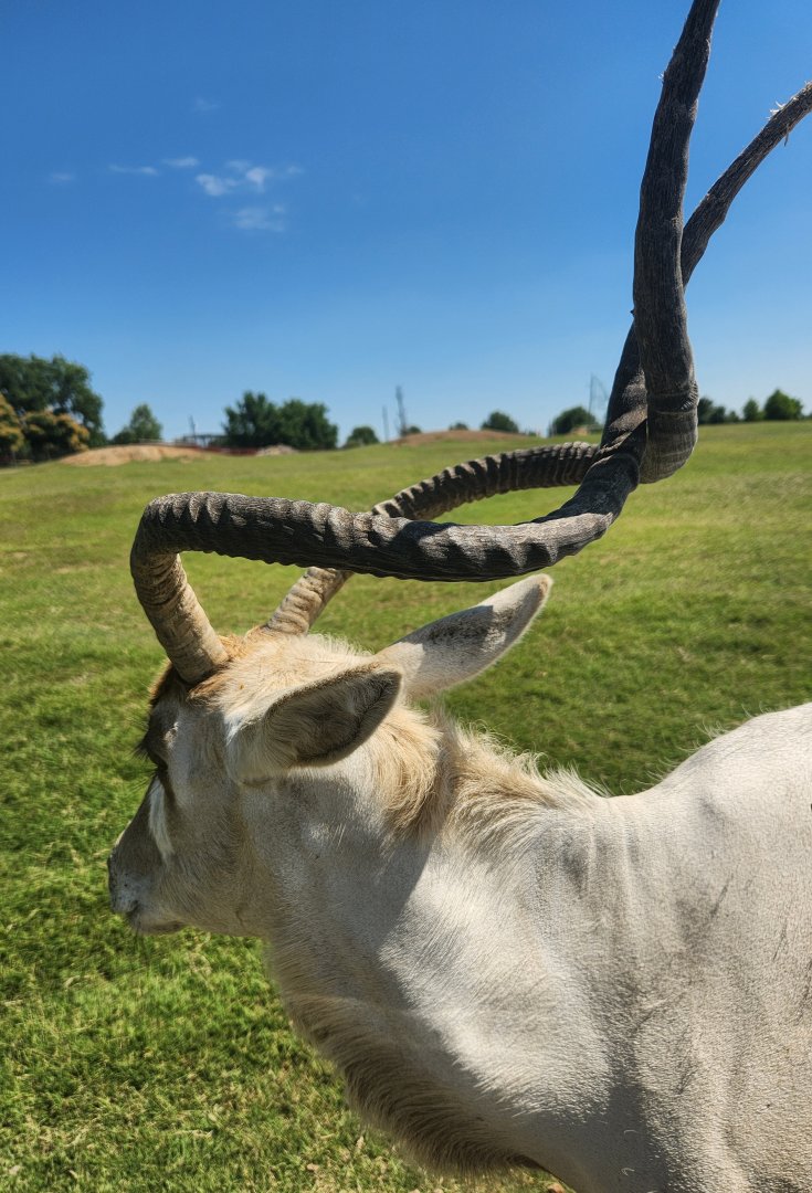 Tennessee Safari Park - Addax