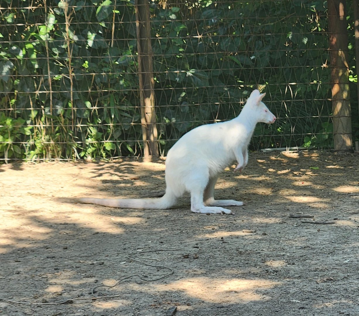 Tennessee Safari Park - Albino wallaby