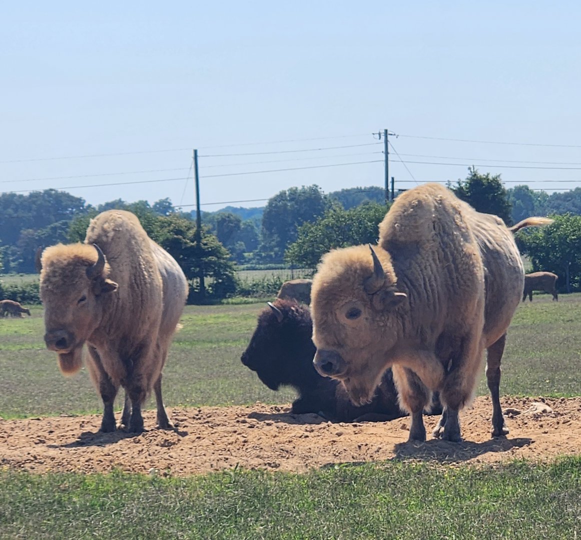 Tennessee Safari Park - Bison
