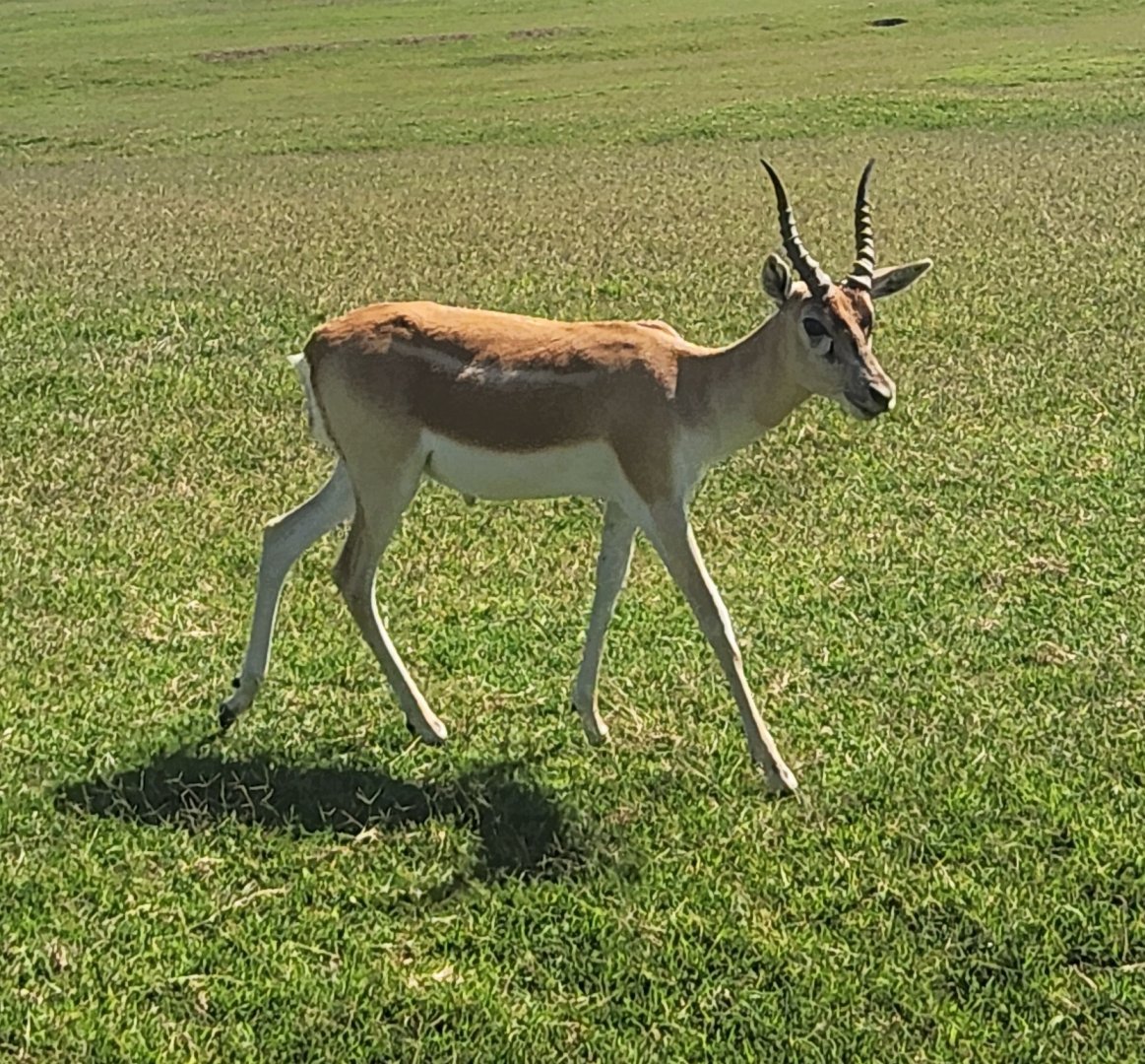 Tennessee Safari Park - Blackbuck
