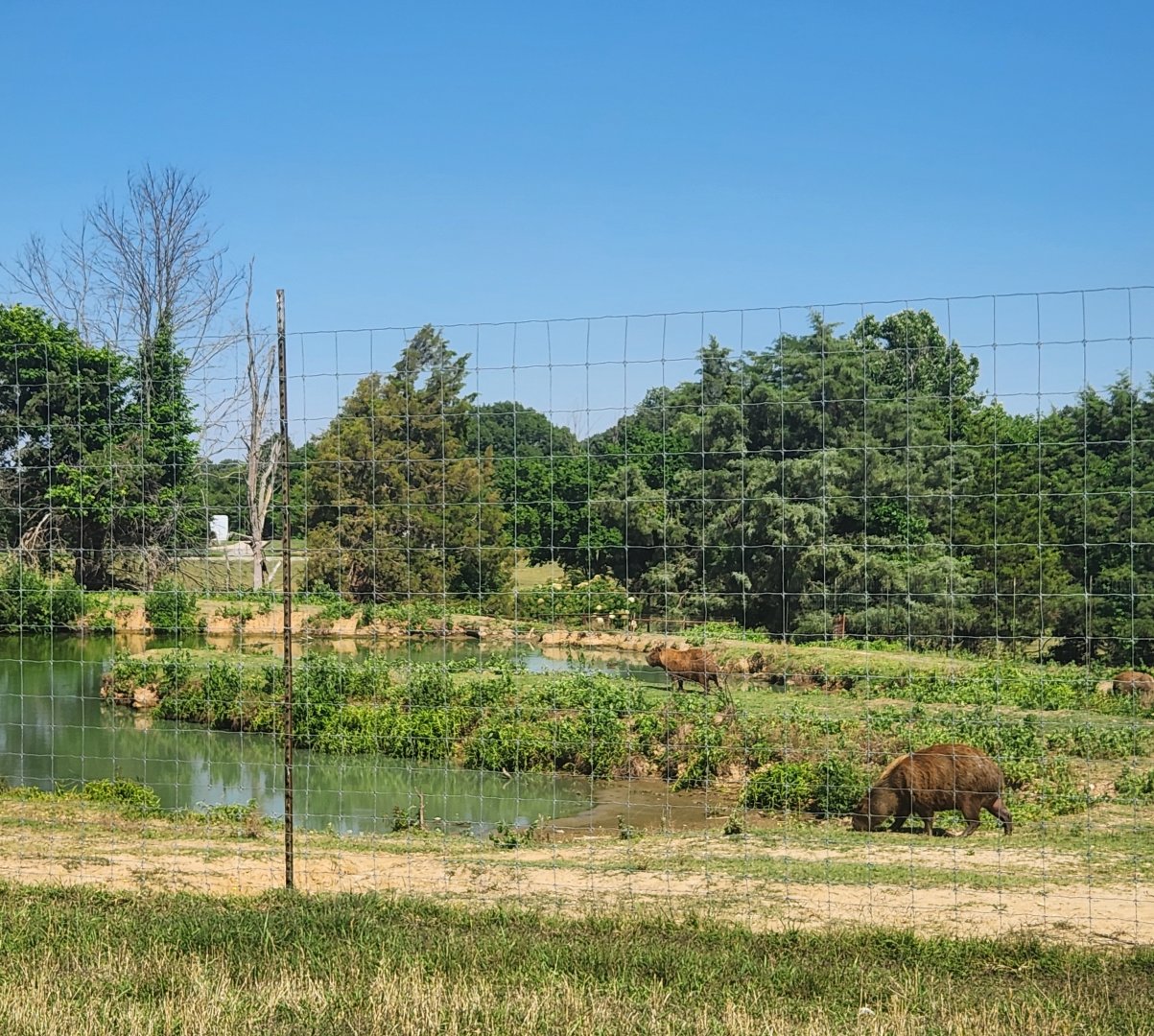 Tennessee Safari Park - Capybara/tapir enclosure