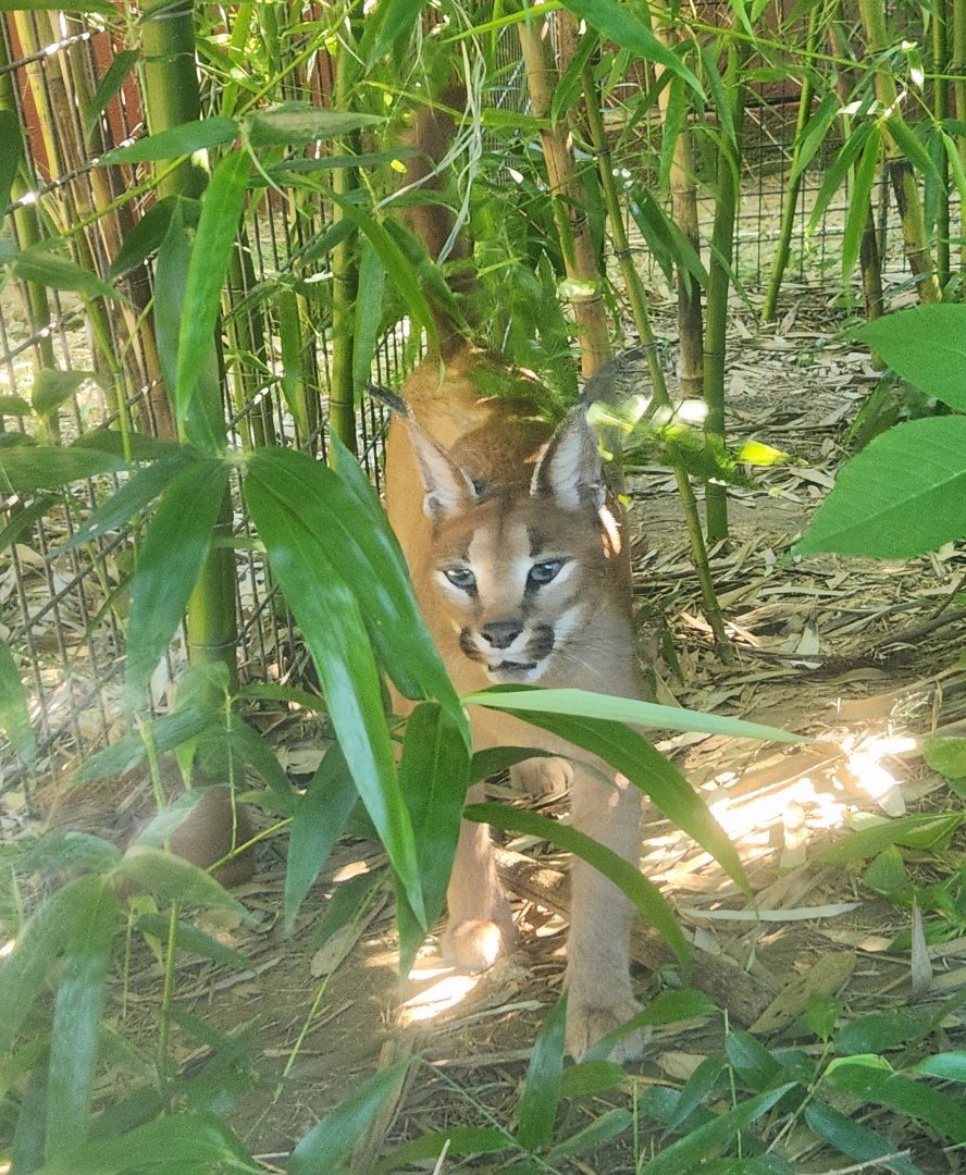 Tennessee Safari Park - Caracal
