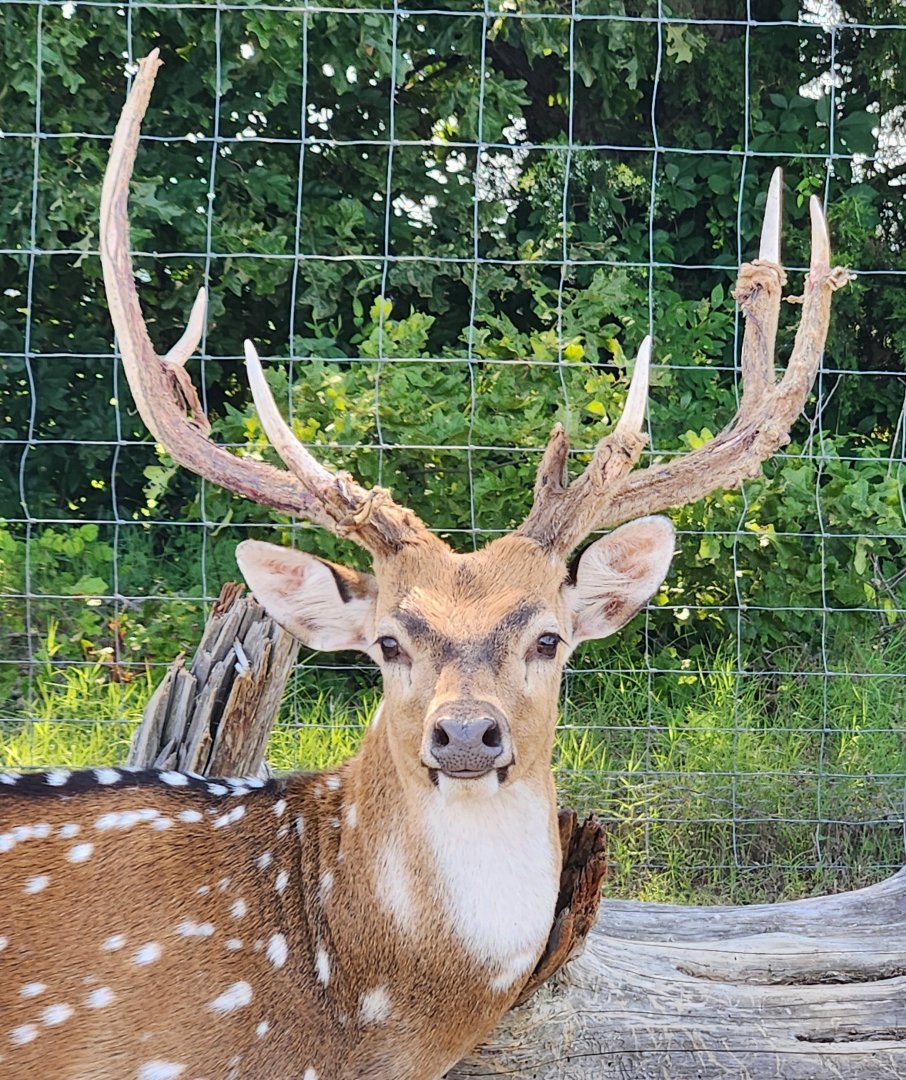 Tennessee Safari Park - Chital