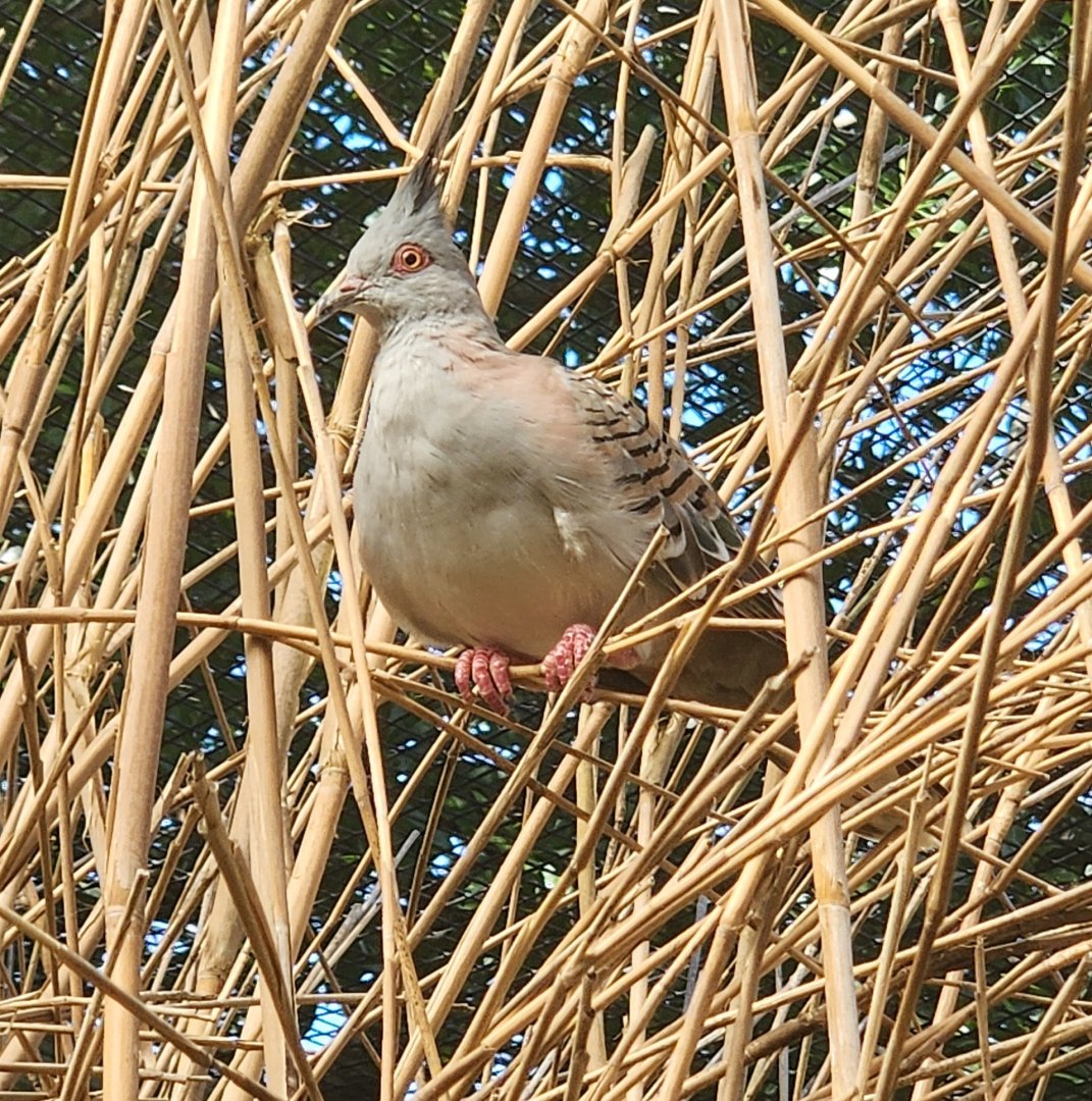 Tennessee Safari Park - Crested Pigeon