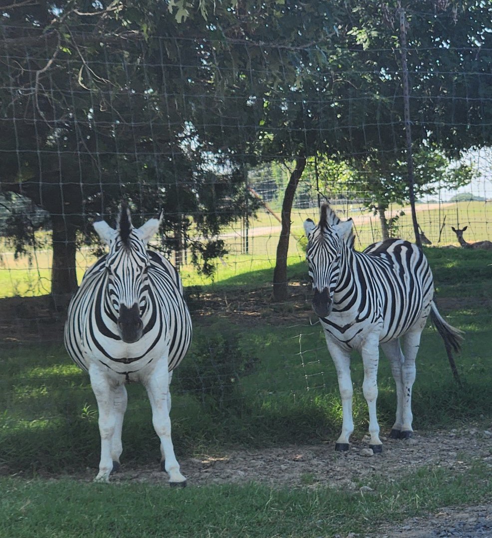 Tennessee Safari Park - Damaraland Zebra