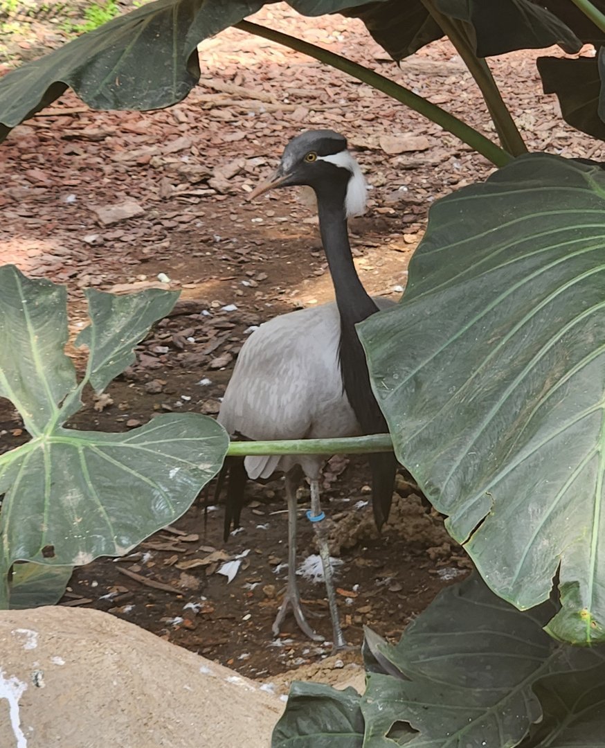Tennessee Safari Park - Demoiselle Crane