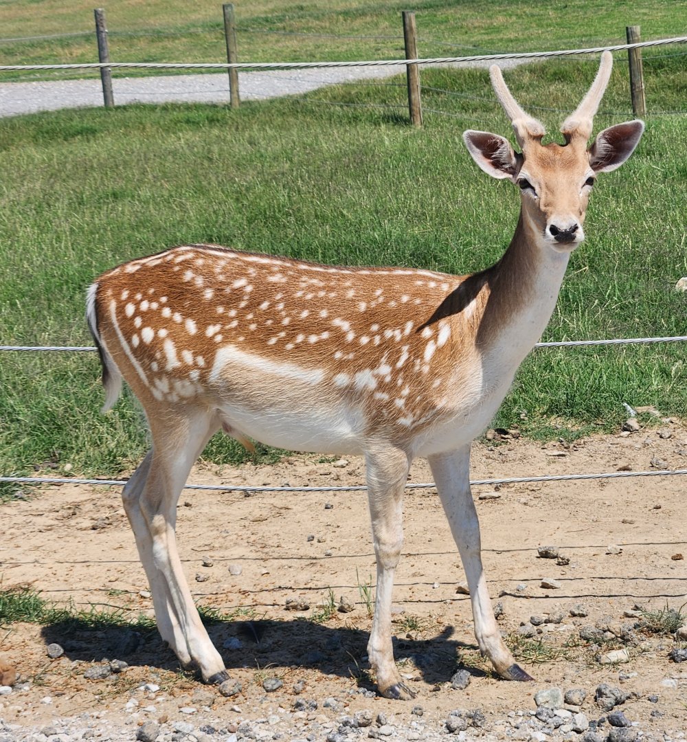 Tennessee Safari Park - Fallow Deer