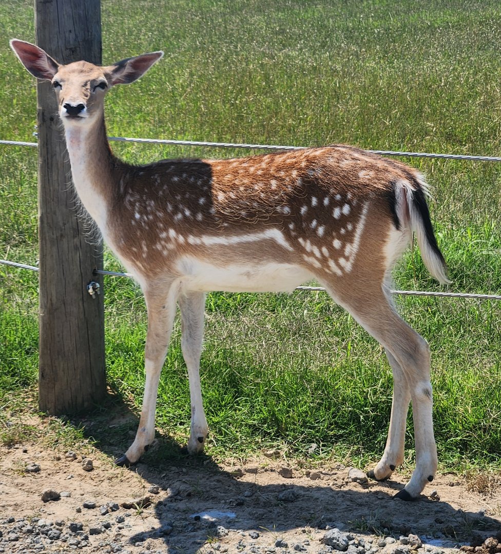 Tennessee Safari Park - Fallow doe