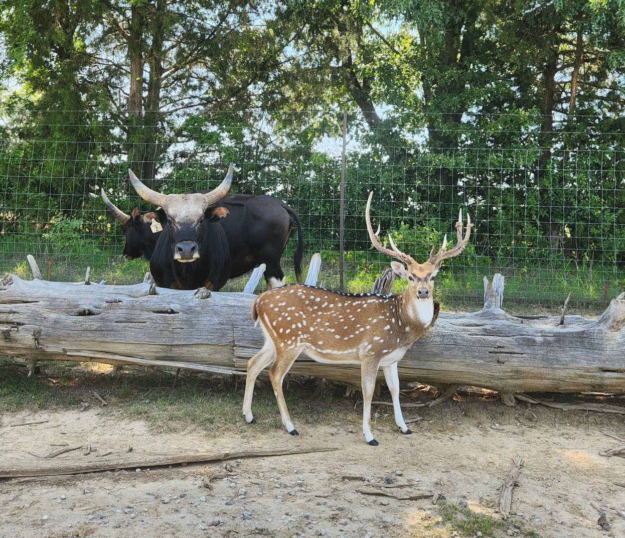 Tennessee Safari Park - Gayal and Chital