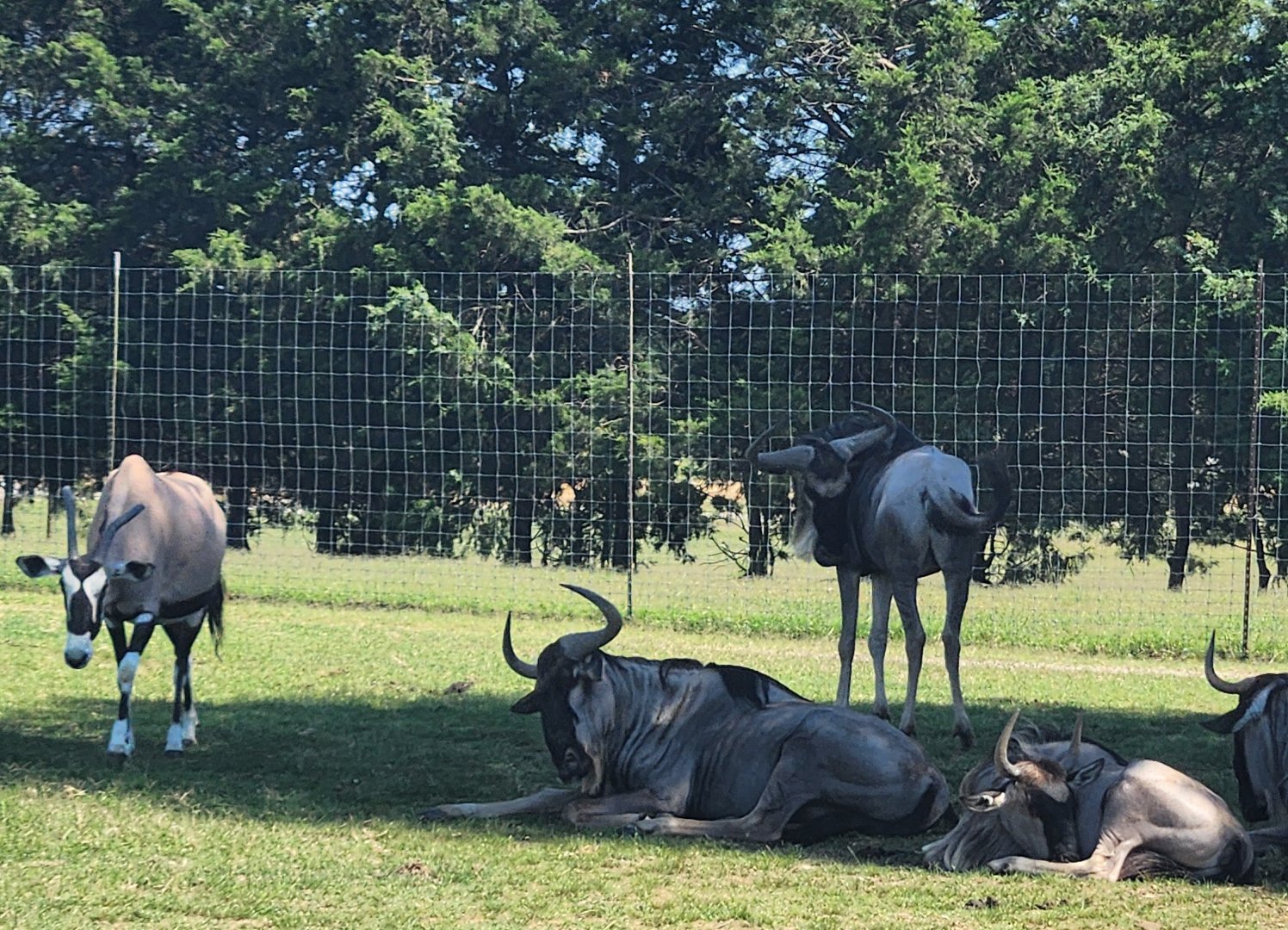 Tennessee Safari Park - Gemsbok and wildebeest