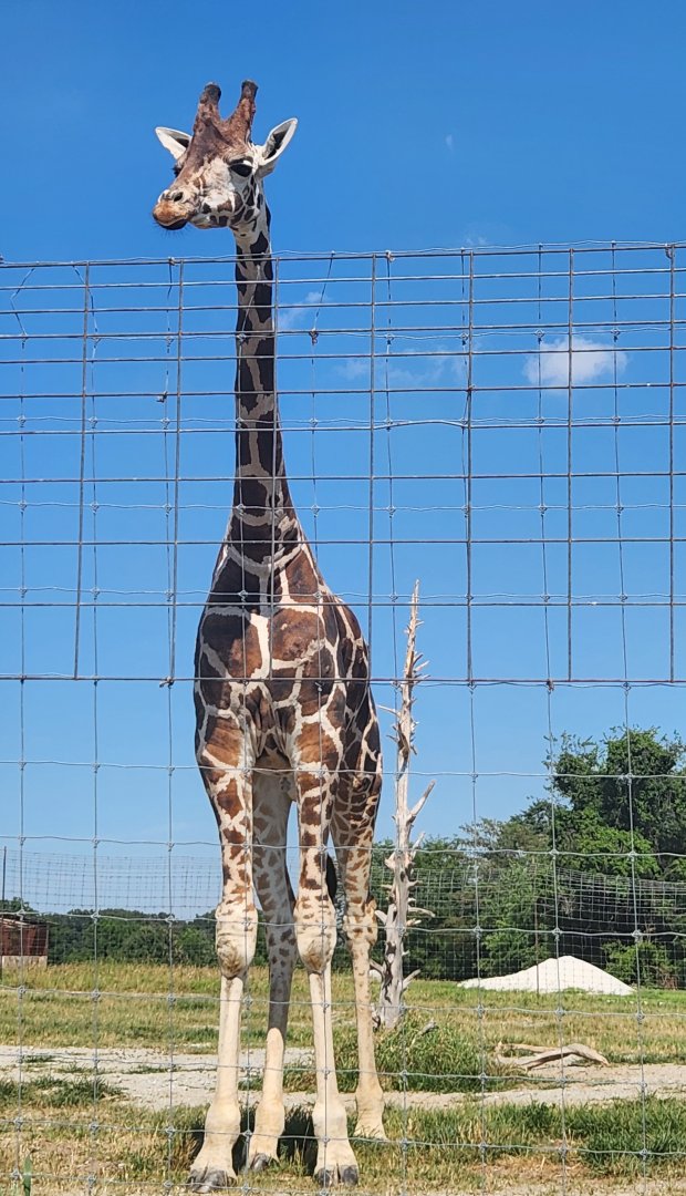 Tennessee Safari Park - Giraffe