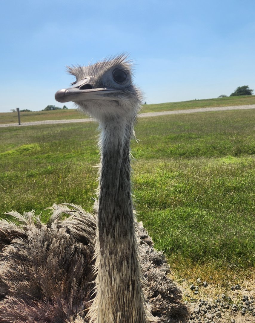 Tennessee Safari Park - Greater Rhea