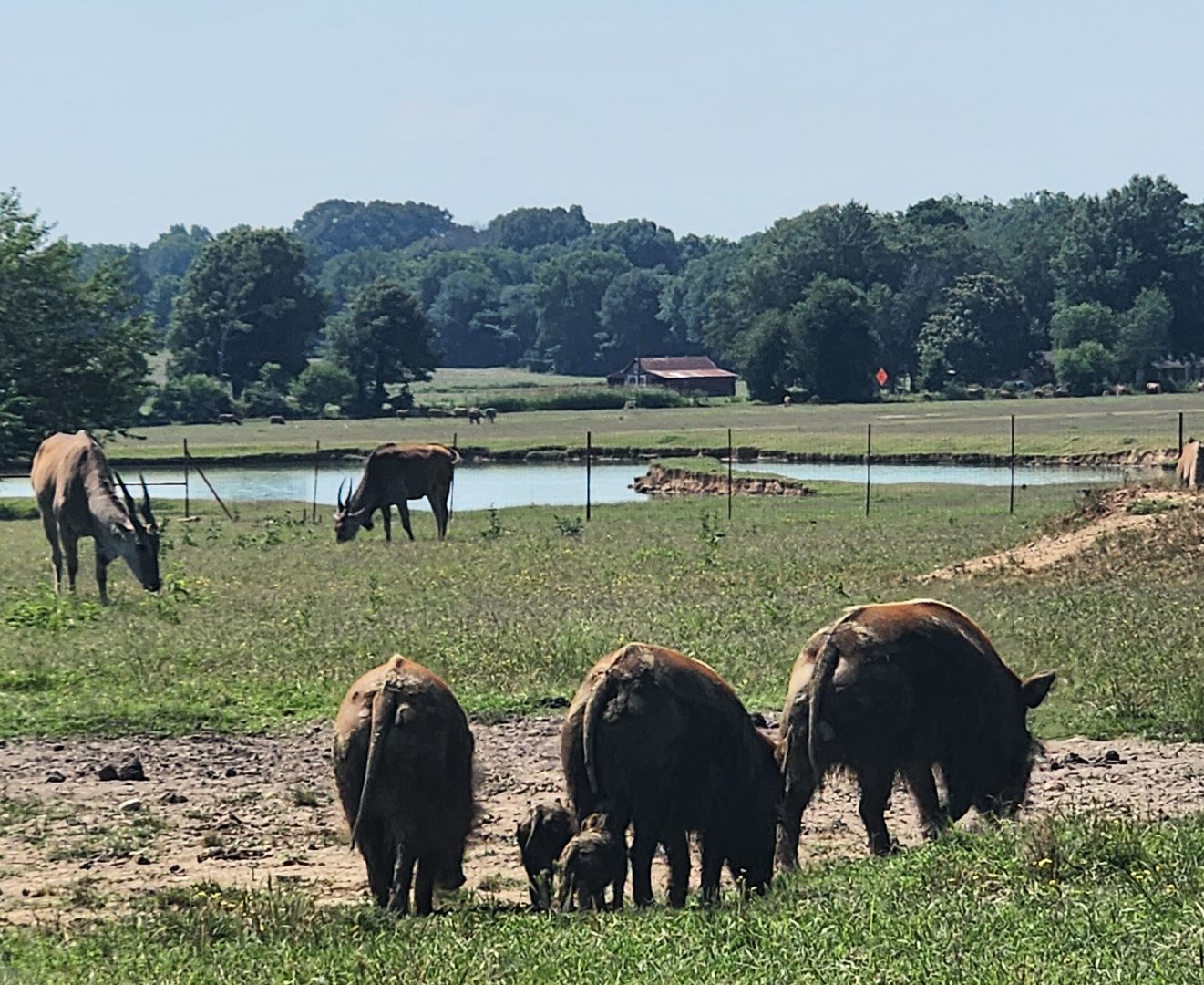 Tennessee Safari Park - Hogs and eland
