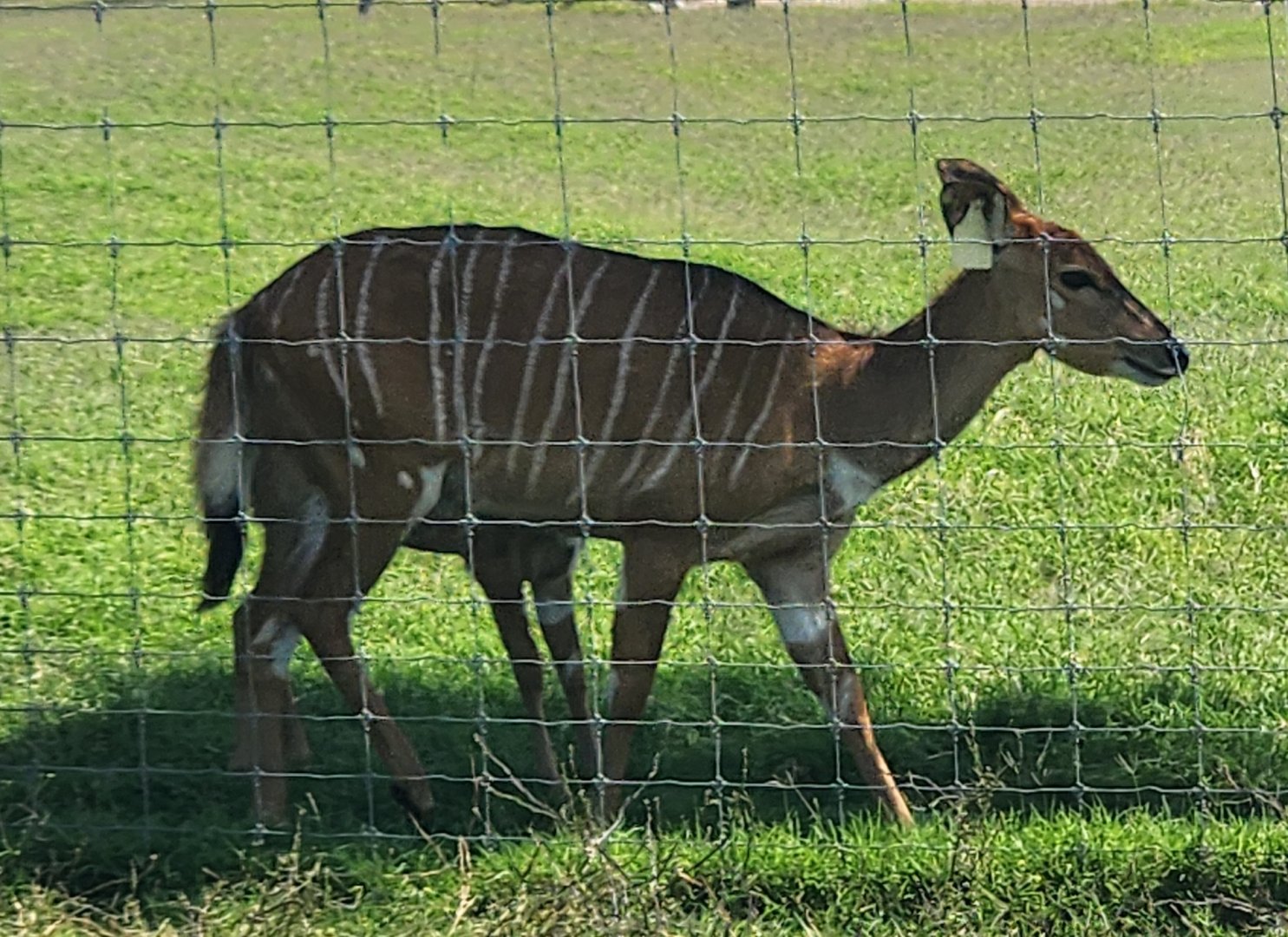 Tennessee Safari Park - Nyala