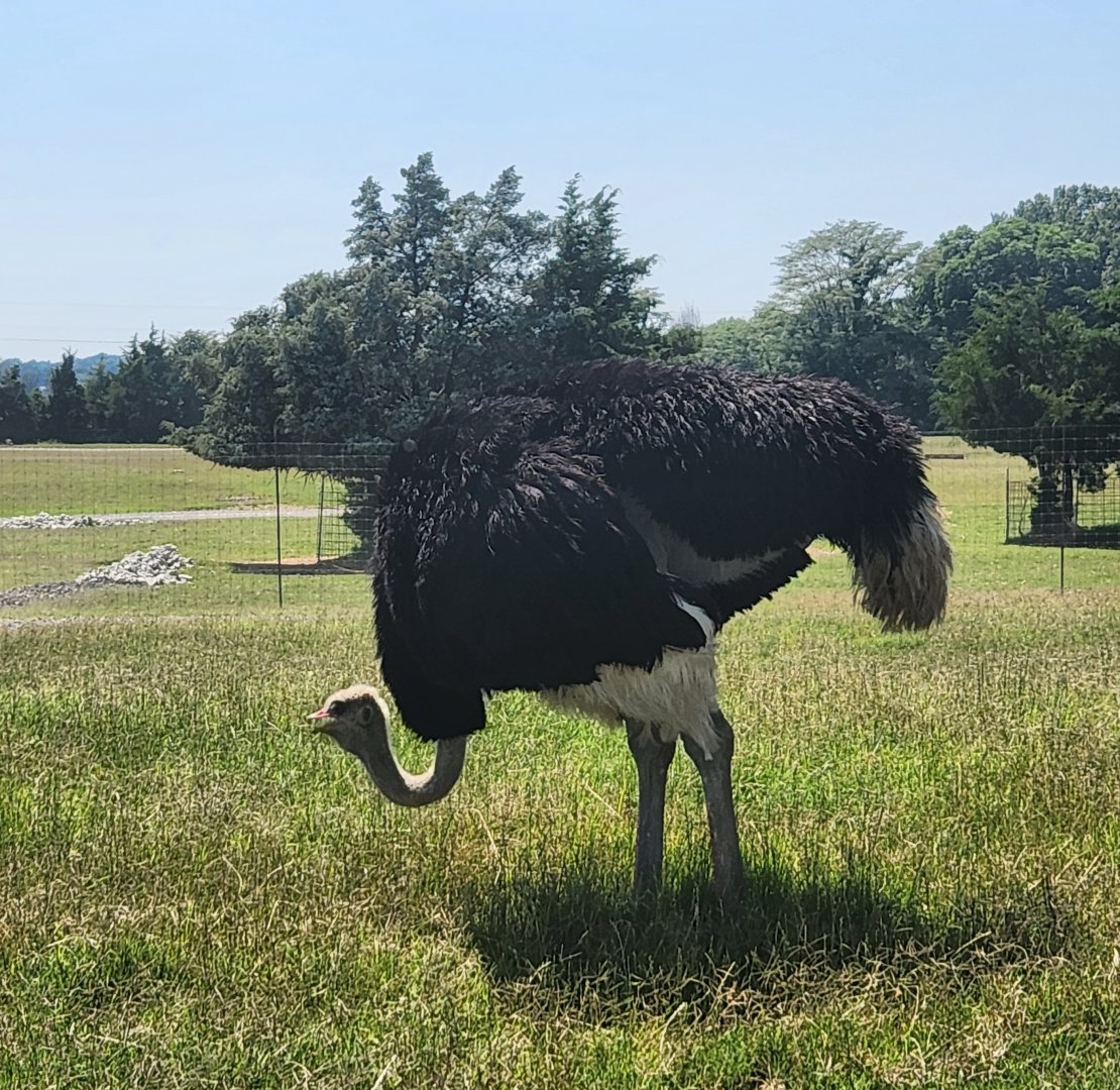 Tennessee Safari Park - Ostrich