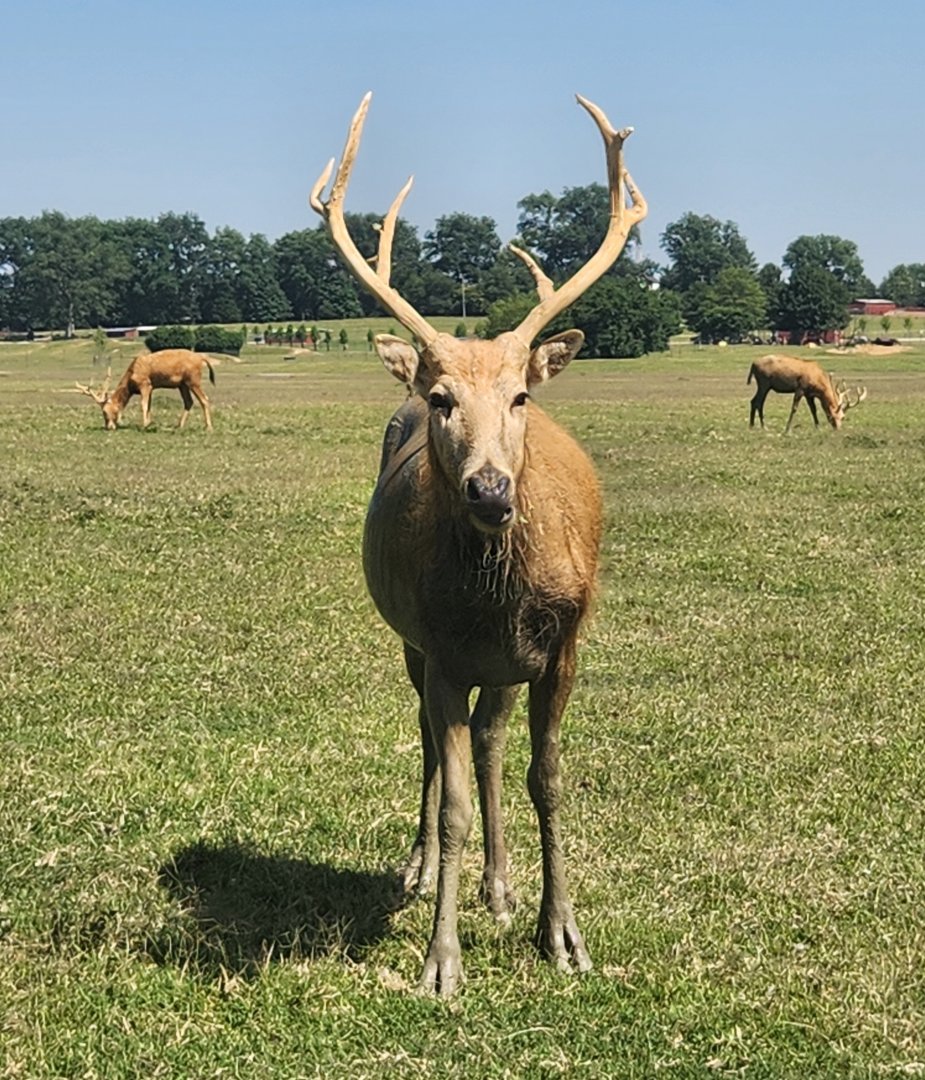 Tennessee Safari Park - Pere David Deer