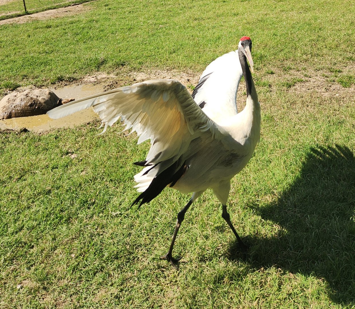 Tennessee Safari Park - Red-crowned Crane