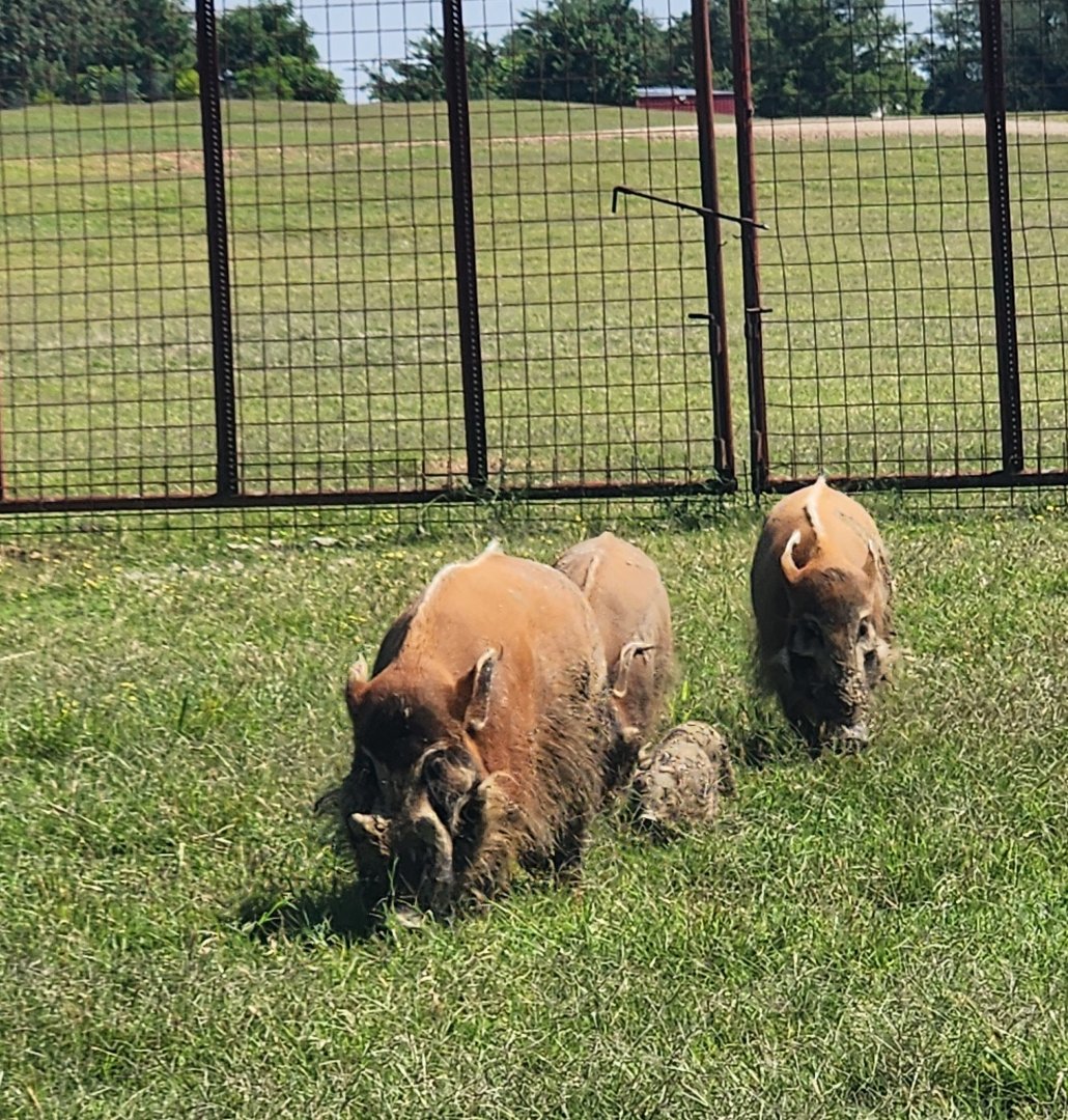 Tennessee Safari Park - Red River Hogs