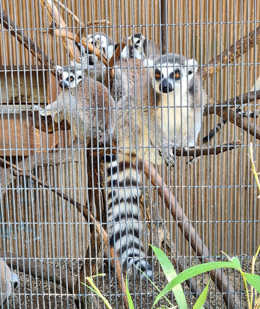Tennessee Safari Park - Ringtail Lemurs
