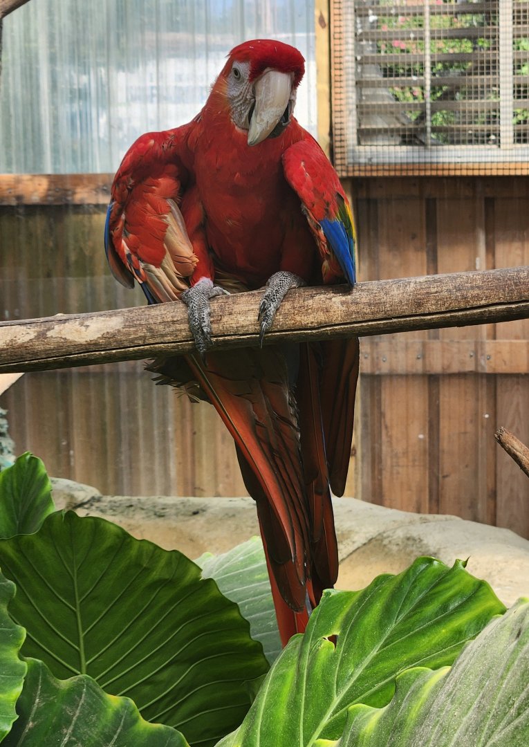 Tennessee Safari Park - Scarlet Macaw