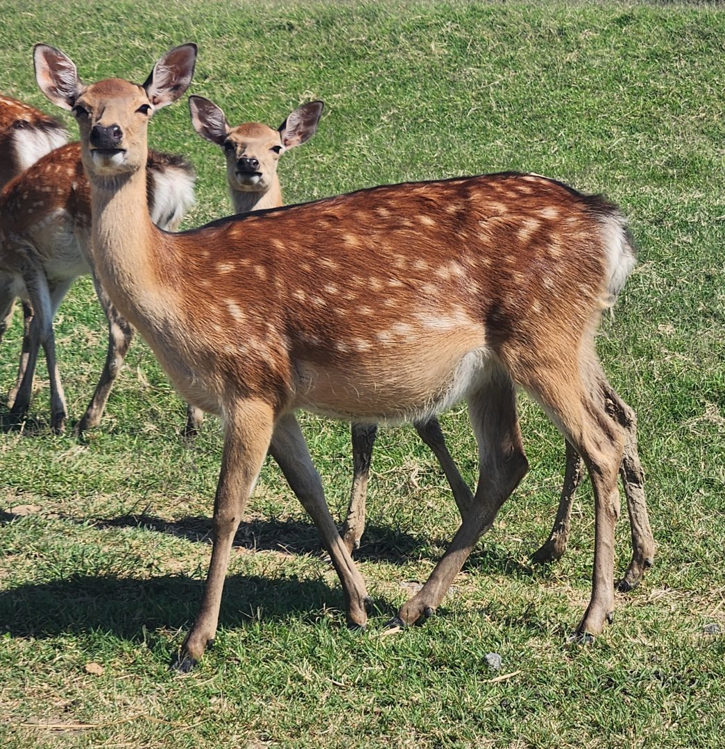 Tennessee Safari Park - Sika Deer doe