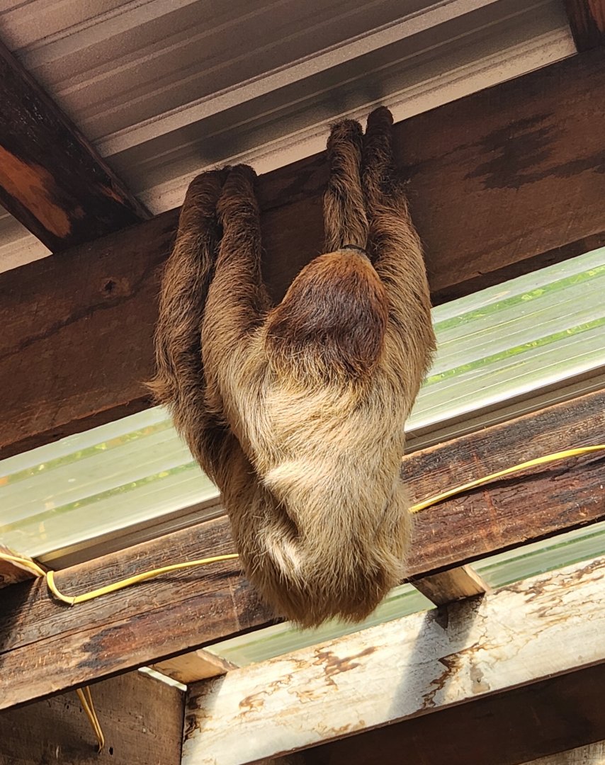 Tennessee Safari Park - Sloth climbing ceiling