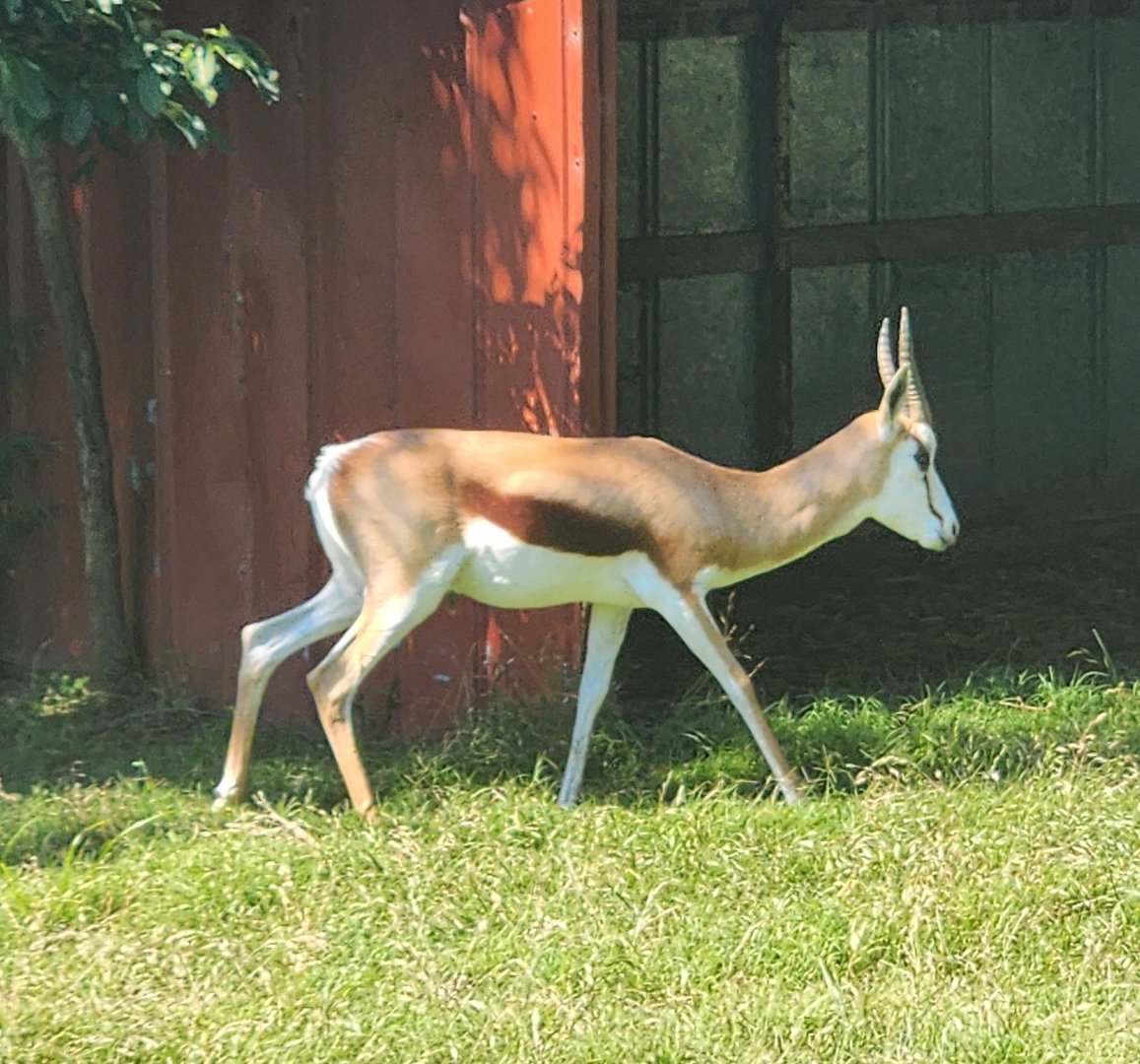 Tennessee Safari Park - Springbok