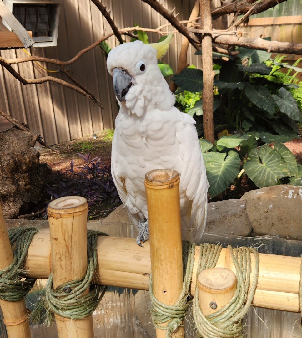 Tennessee Safari Park - Sulphur-crested Cockatoo