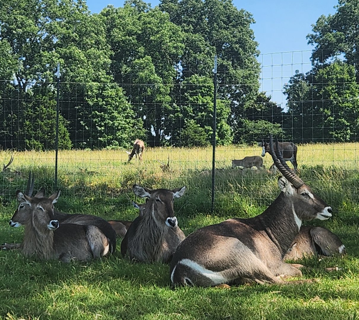 Tennessee Safari Park - Waterbuck