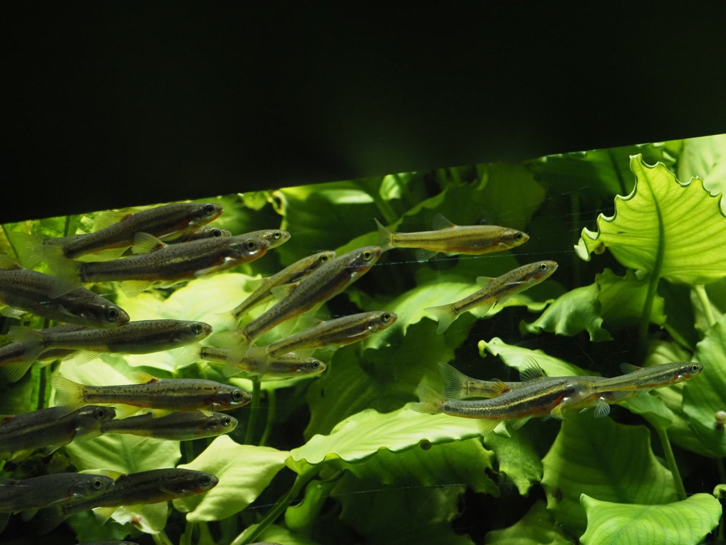 Tennessee Shiners and Tennessee Dace