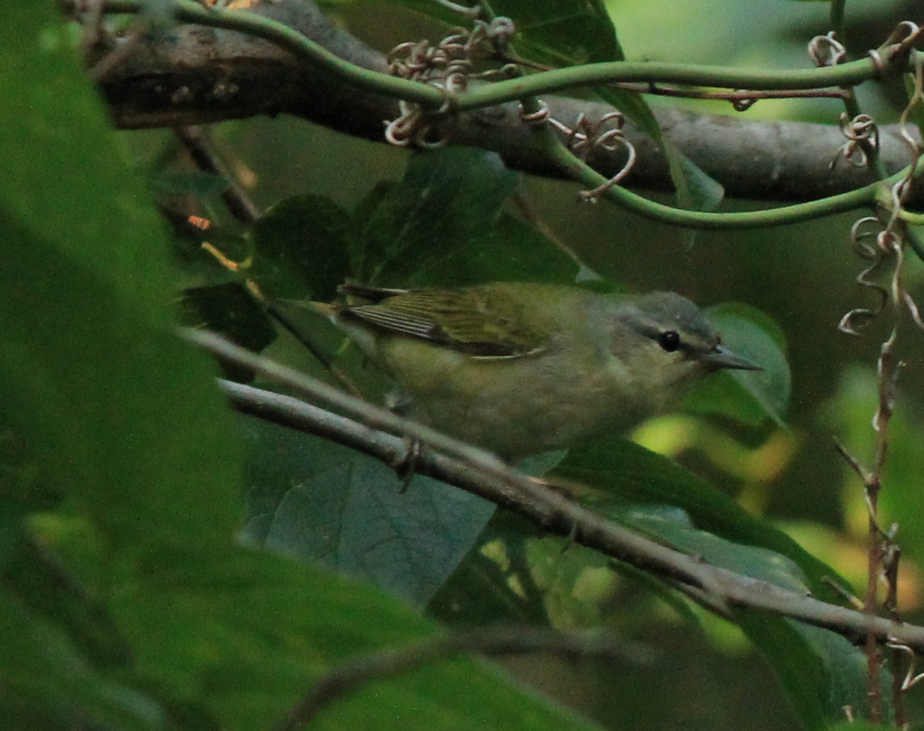 Tennessee Warbler