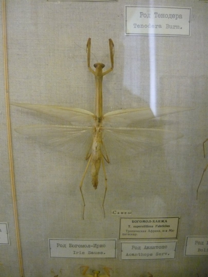 Tenodera superstitiosa