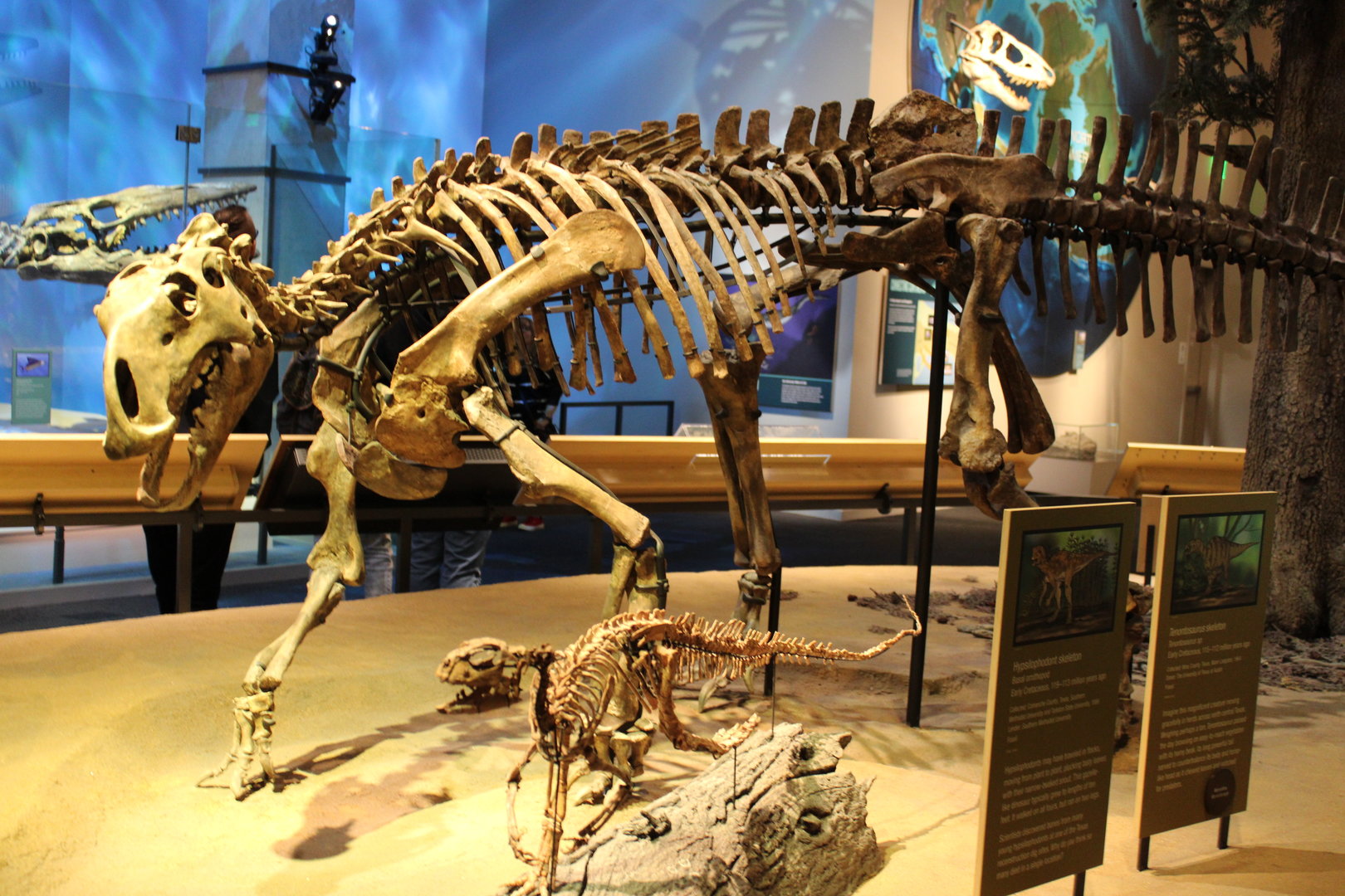 Tenotosaurus & Hypsilophodont Skeleton (T. sp)